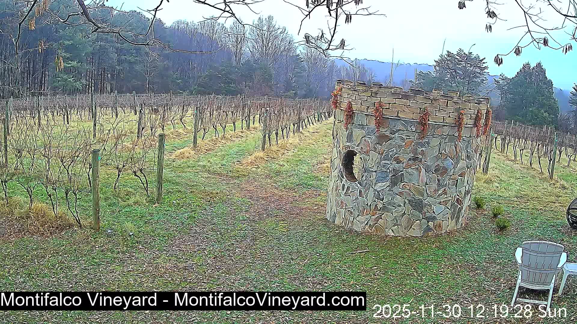 Virginia, Montifalco Vineyard Live Cam - Advance Mills, Albemarle, Virginia, USA