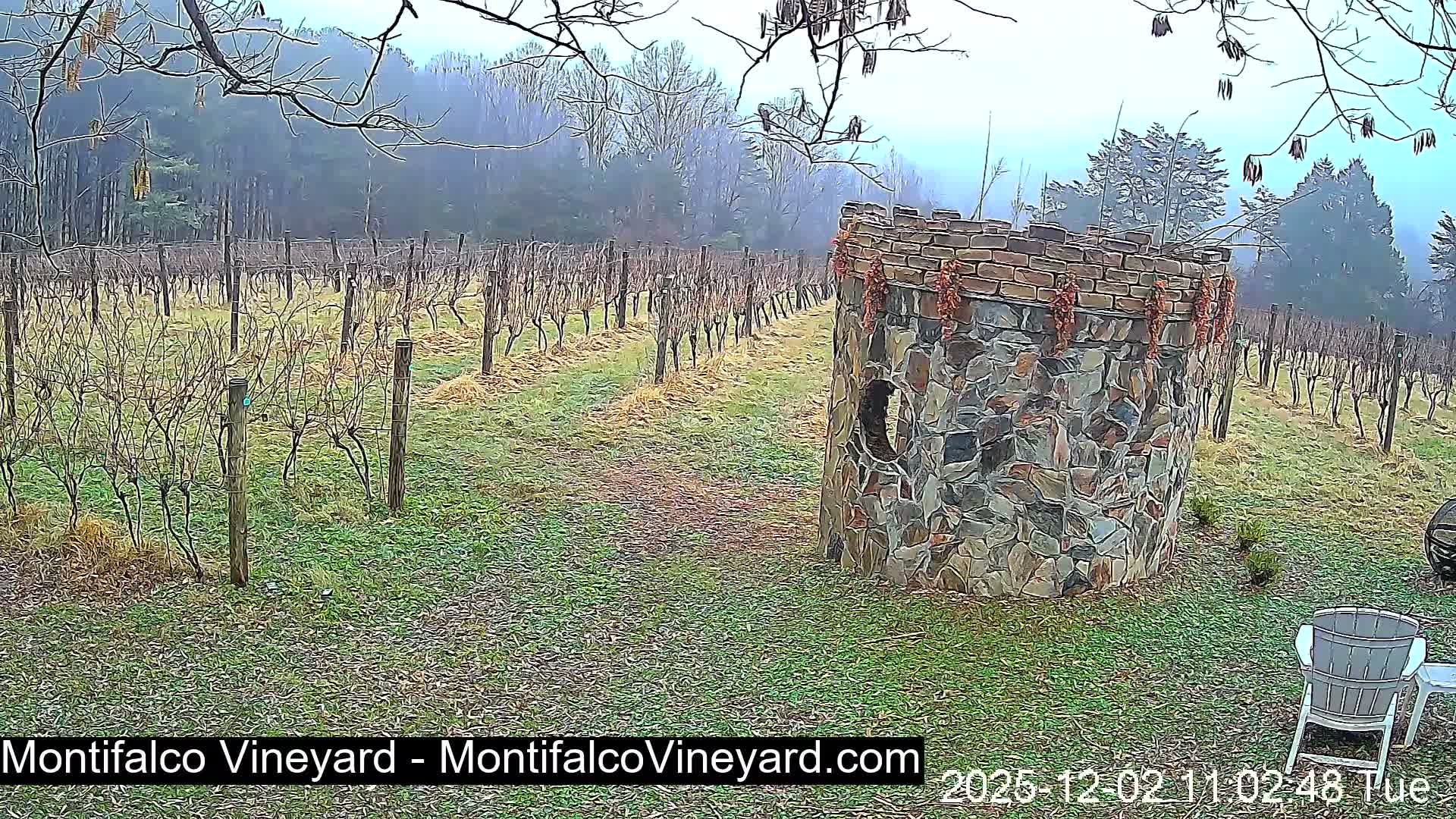 A foggy vineyard displays rows of bare grapevines leading to distant hazy trees, with a stone and brick tower decorated with strings of red items and a white chair in the foreground.