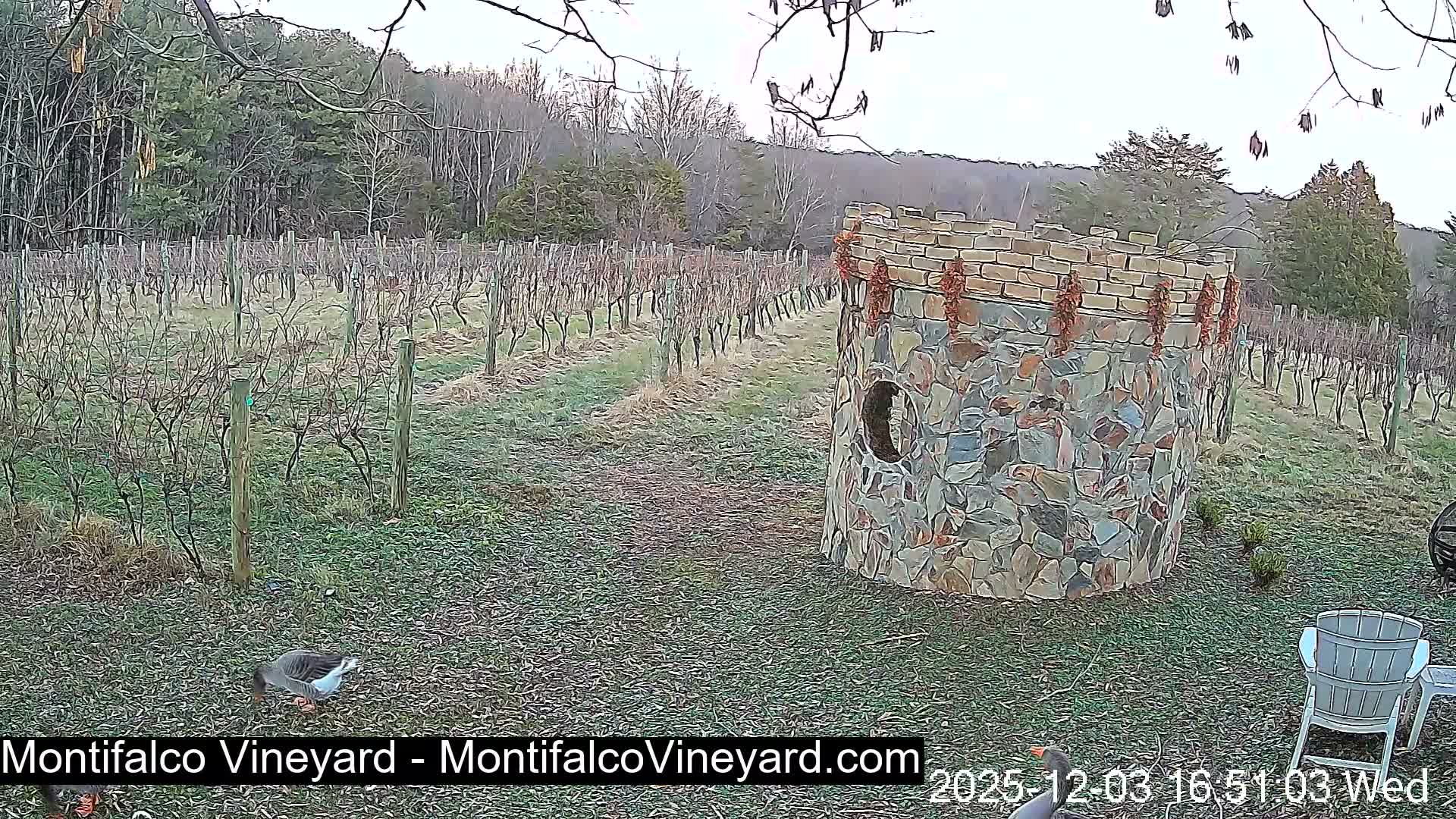 Virginia, Montifalco Vineyard Live Cam - Advance Mills, Albemarle, Virginia, USA