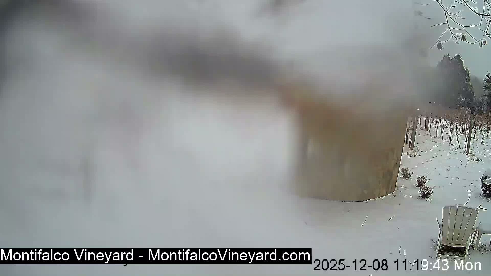 Virginia, Montifalco Vineyard Live Cam - Advance Mills, Albemarle, Virginia, USA