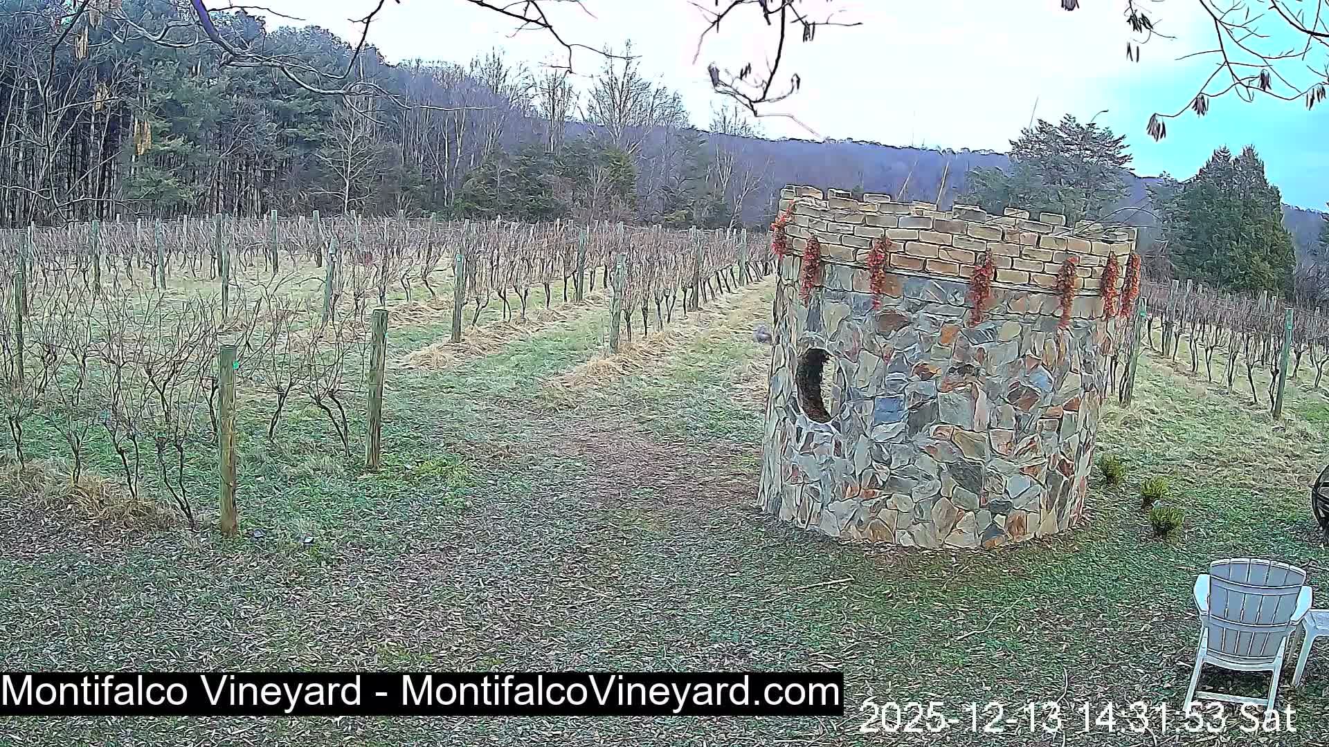 Virginia, Montifalco Vineyard Live Cam - Advance Mills, Albemarle, Virginia, USA
