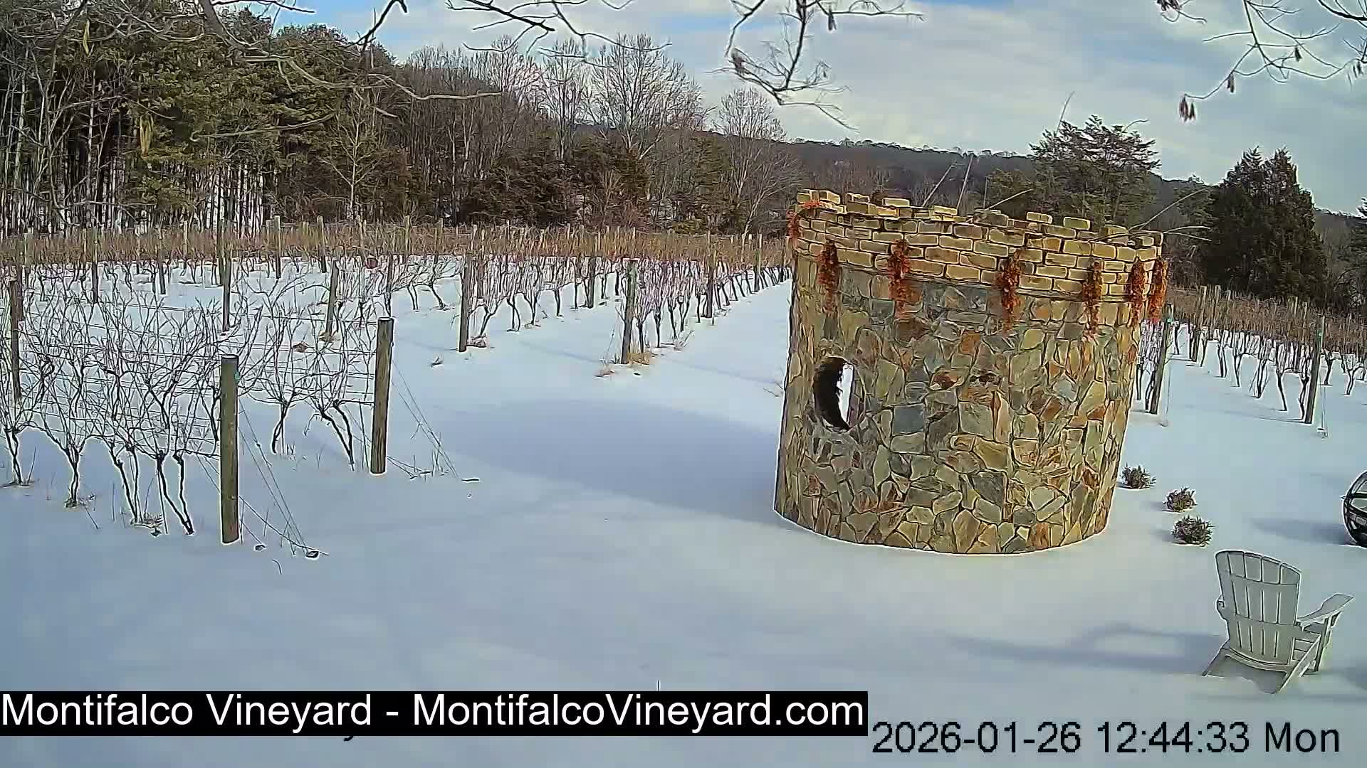 Virginia, Montifalco Vineyard Live Cam - Advance Mills, Albemarle, Virginia, USA