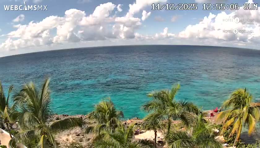 An overcast early morning reveals a dark ocean with palm trees in the foreground, distant lights along the horizon, and a distinct blue-green glow on the water's surface.