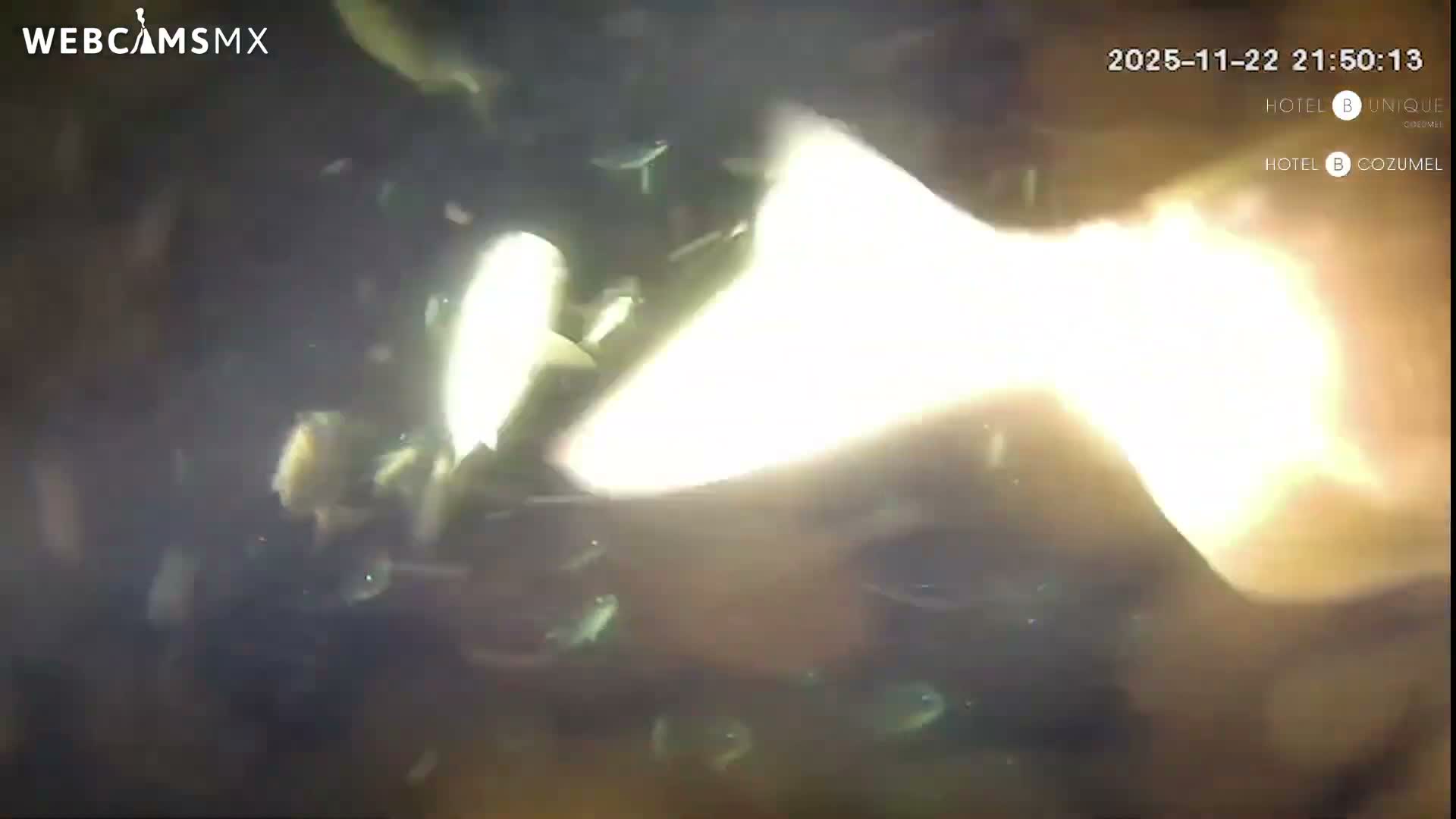 Cozumel, Carribean Underwater Fish World Live Cam - Zona Hotelera Sur, San Mugiel de Cozumel, Municipio de Cozumel, Quintana Roo, Mexico