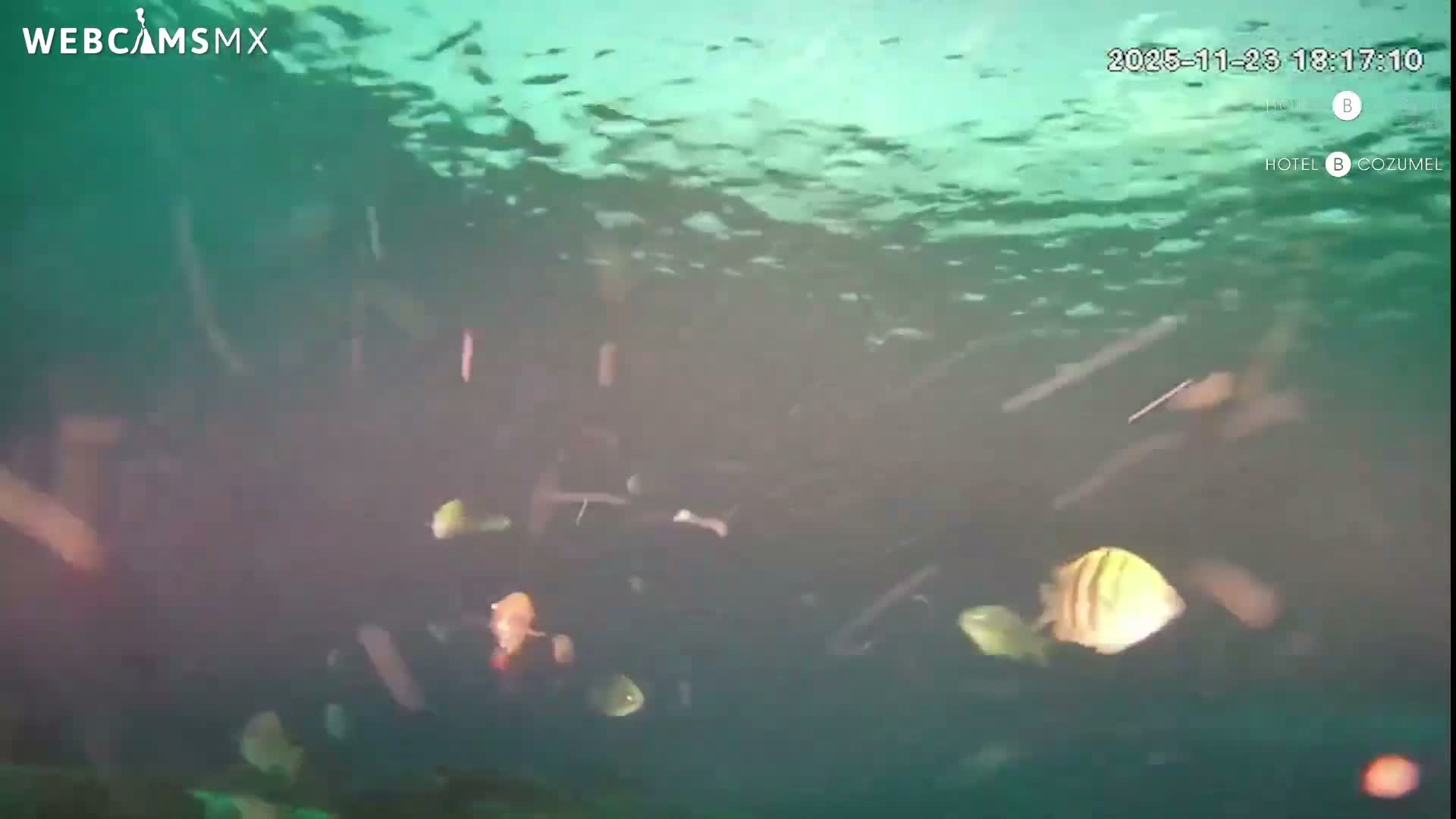 Cozumel, Carribean Underwater Fish World Live Cam - Zona Hotelera Sur, San Mugiel de Cozumel, Municipio de Cozumel, Quintana Roo, Mexico