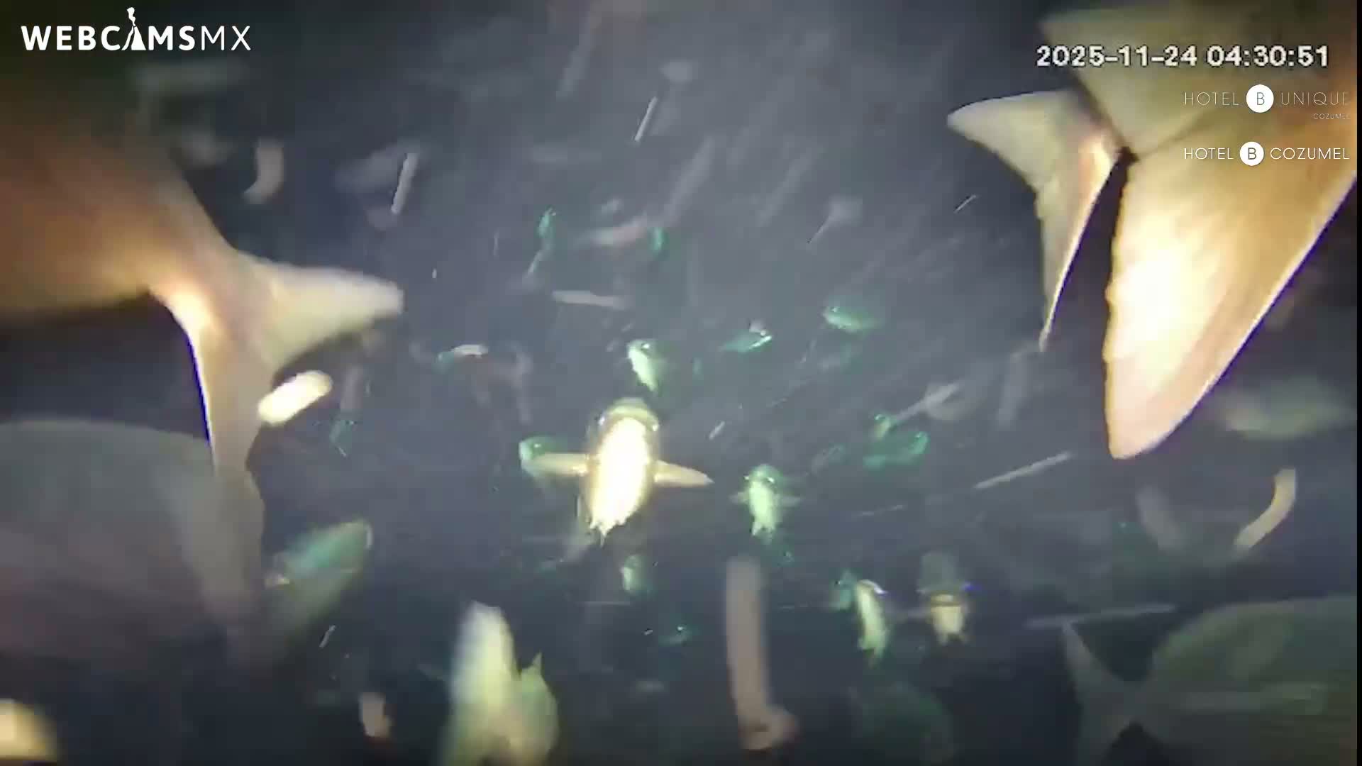 Cozumel, Carribean Underwater Fish World Live Cam - Zona Hotelera Sur, San Mugiel de Cozumel, Municipio de Cozumel, Quintana Roo, Mexico