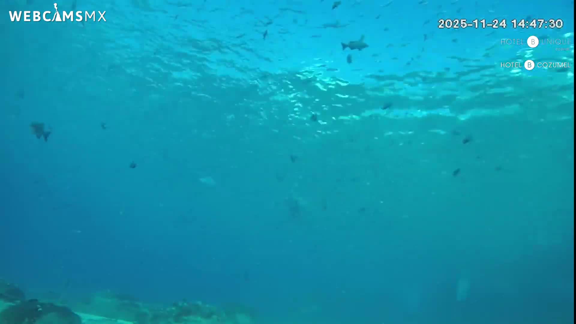 Cozumel, Carribean Underwater Fish World Live Cam - Zona Hotelera Sur, San Mugiel de Cozumel, Municipio de Cozumel, Quintana Roo, Mexico