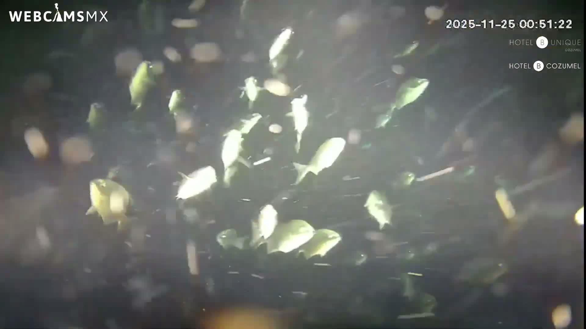 Cozumel, Carribean Underwater Fish World Live Cam - Zona Hotelera Sur, San Mugiel de Cozumel, Municipio de Cozumel, Quintana Roo, Mexico