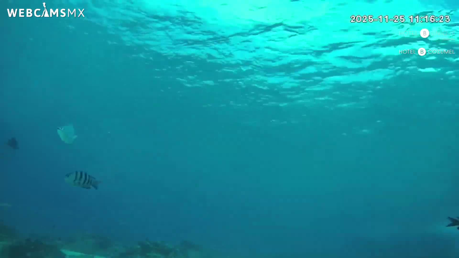 Cozumel, Carribean Underwater Fish World Live Cam - Zona Hotelera Sur, San Mugiel de Cozumel, Municipio de Cozumel, Quintana Roo, Mexico
