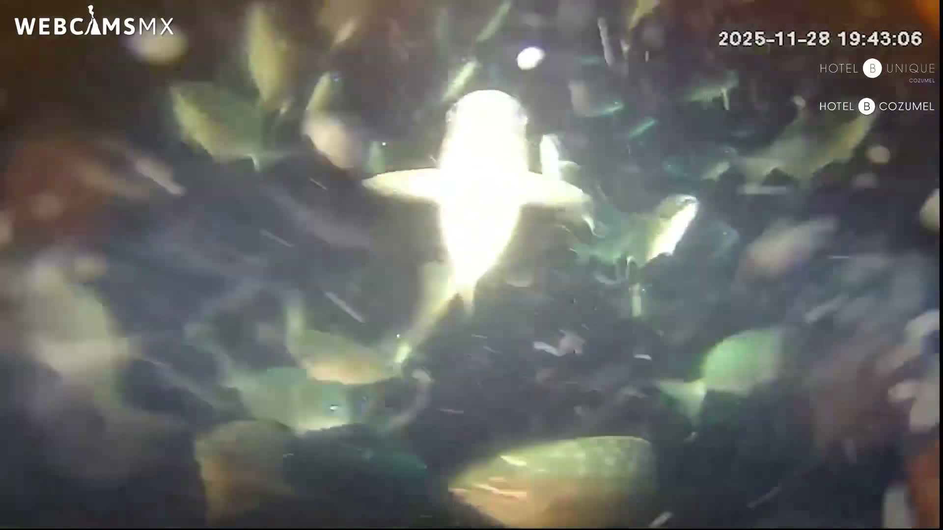 Cozumel, Carribean Underwater Fish World Live Cam - Zona Hotelera Sur, San Mugiel de Cozumel, Municipio de Cozumel, Quintana Roo, Mexico