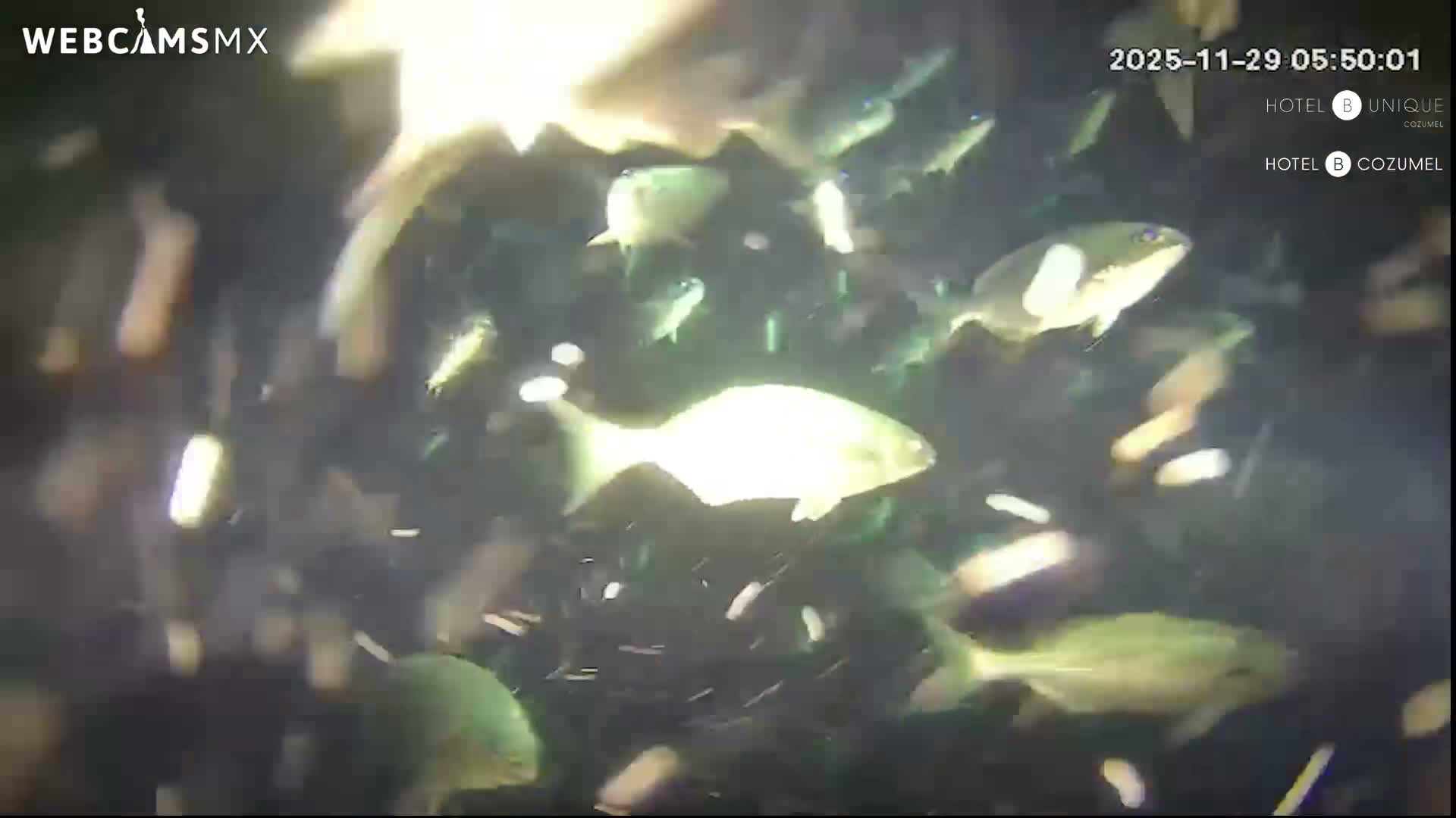 Cozumel, Carribean Underwater Fish World Live Cam - Zona Hotelera Sur, San Mugiel de Cozumel, Municipio de Cozumel, Quintana Roo, Mexico