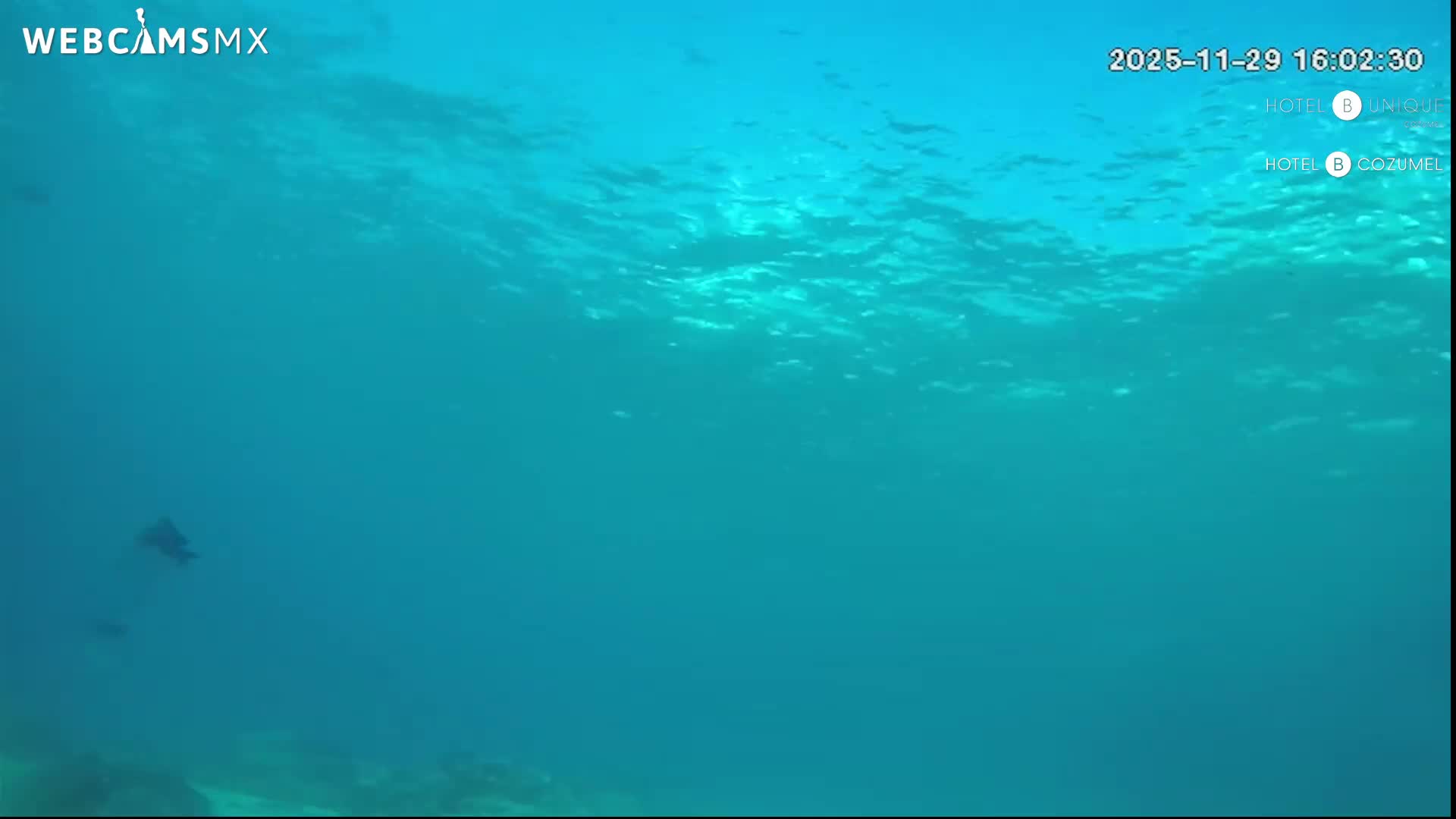 Cozumel, Carribean Underwater Fish World Live Cam - Zona Hotelera Sur, San Mugiel de Cozumel, Municipio de Cozumel, Quintana Roo, Mexico