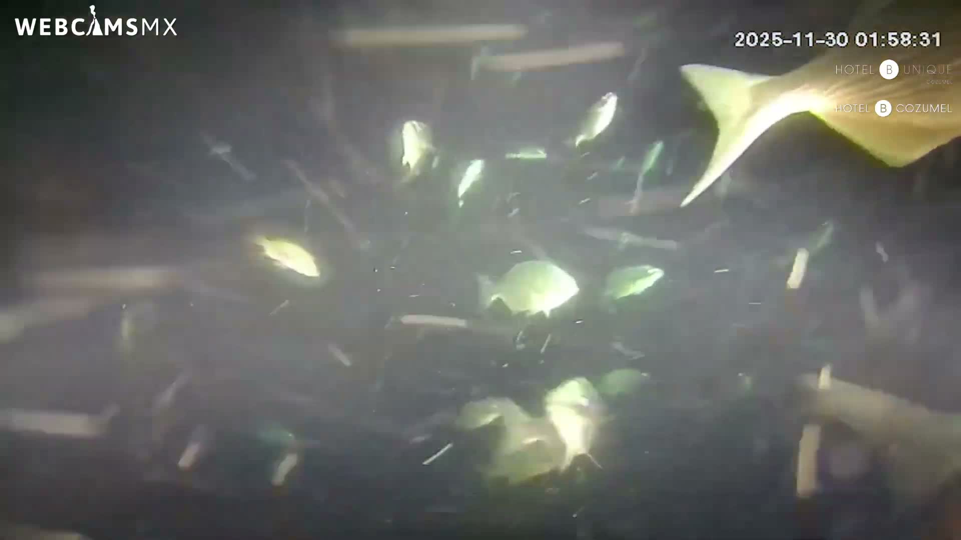 Cozumel, Carribean Underwater Fish World Live Cam - Zona Hotelera Sur, San Mugiel de Cozumel, Municipio de Cozumel, Quintana Roo, Mexico