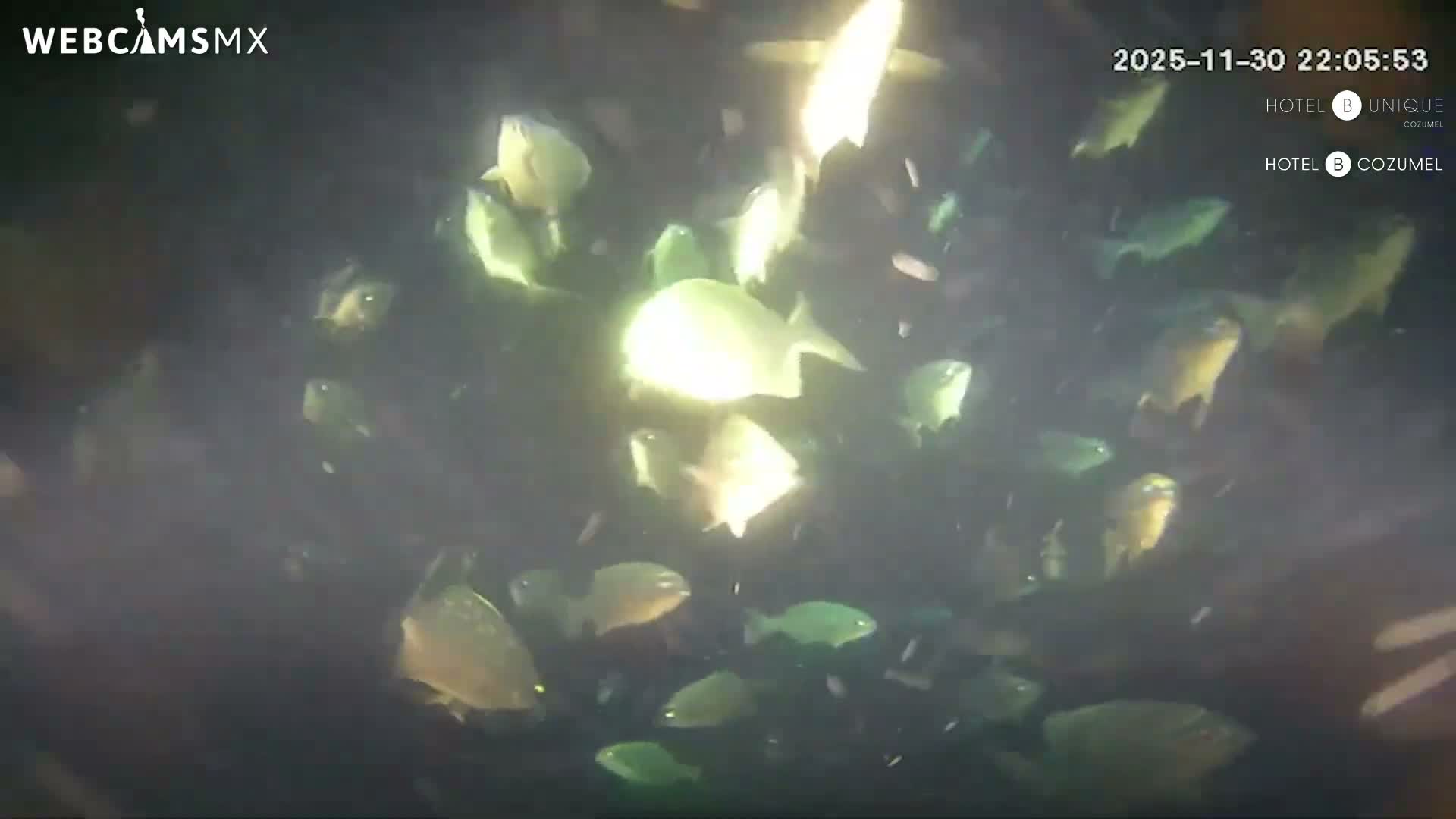 Cozumel, Carribean Underwater Fish World Live Cam - Zona Hotelera Sur, San Mugiel de Cozumel, Municipio de Cozumel, Quintana Roo, Mexico