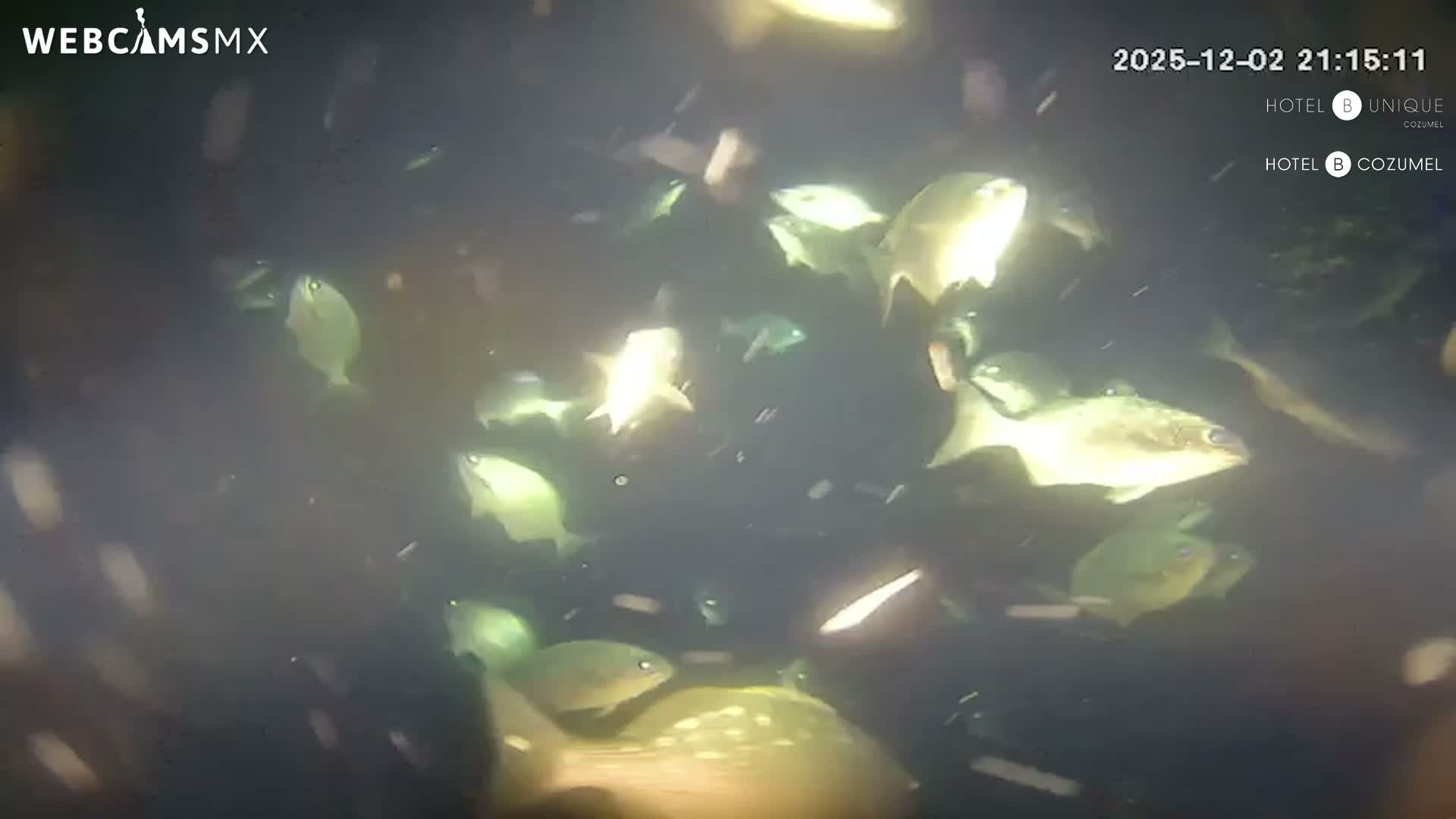 Cozumel, Carribean Underwater Fish World Live Cam - Zona Hotelera Sur, San Mugiel de Cozumel, Municipio de Cozumel, Quintana Roo, Mexico