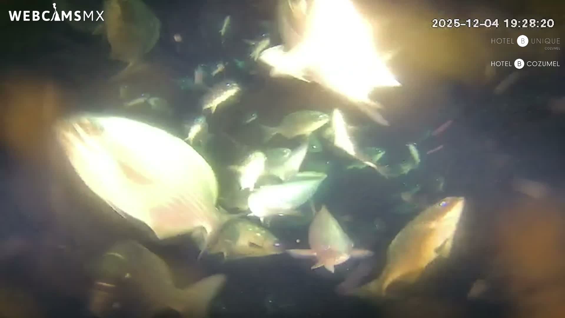 Cozumel, Carribean Underwater Fish World Live Cam - Zona Hotelera Sur, San Mugiel de Cozumel, Municipio de Cozumel, Quintana Roo, Mexico