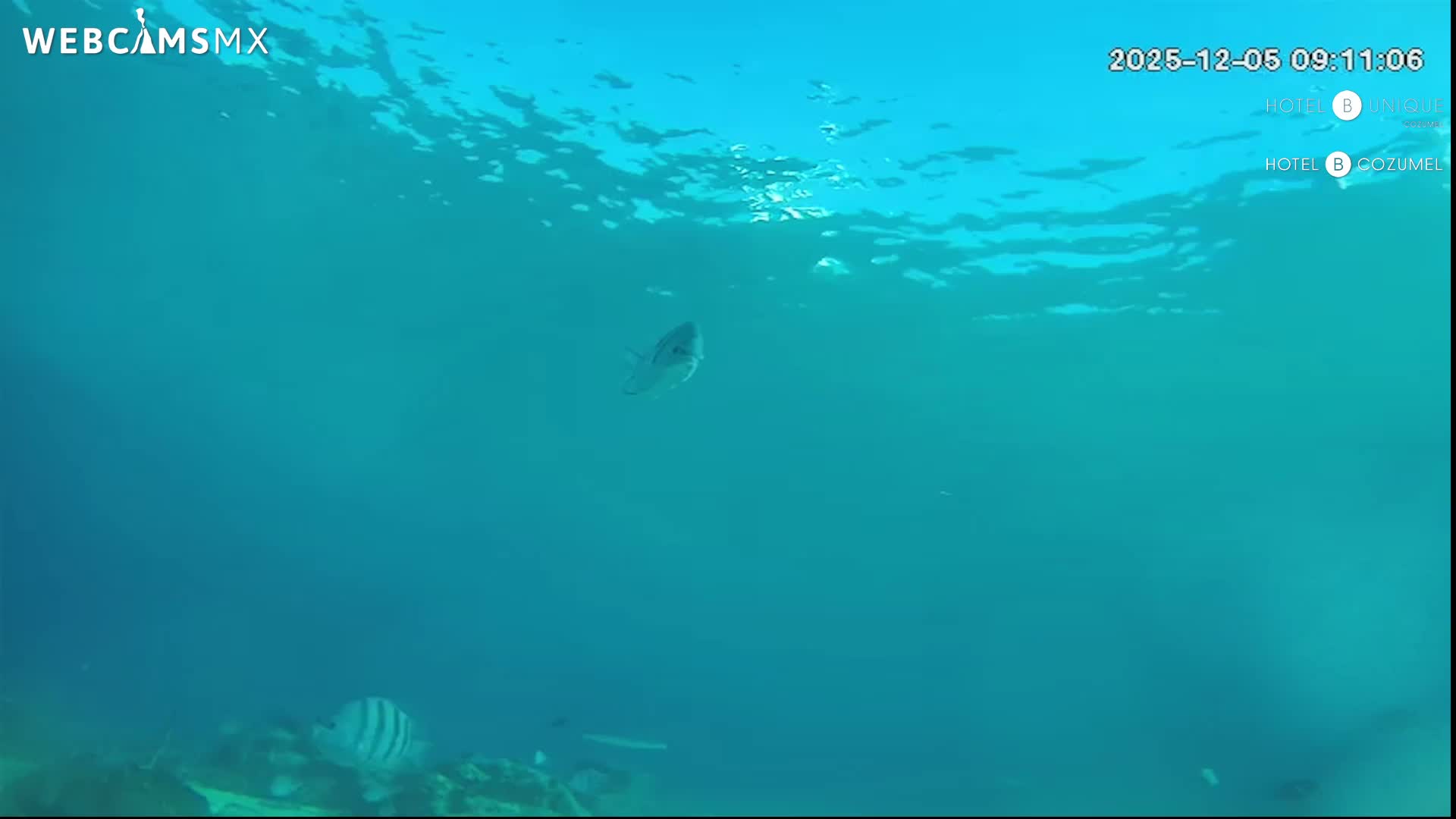 Cozumel, Carribean Underwater Fish World Live Cam - Zona Hotelera Sur, San Mugiel de Cozumel, Municipio de Cozumel, Quintana Roo, Mexico