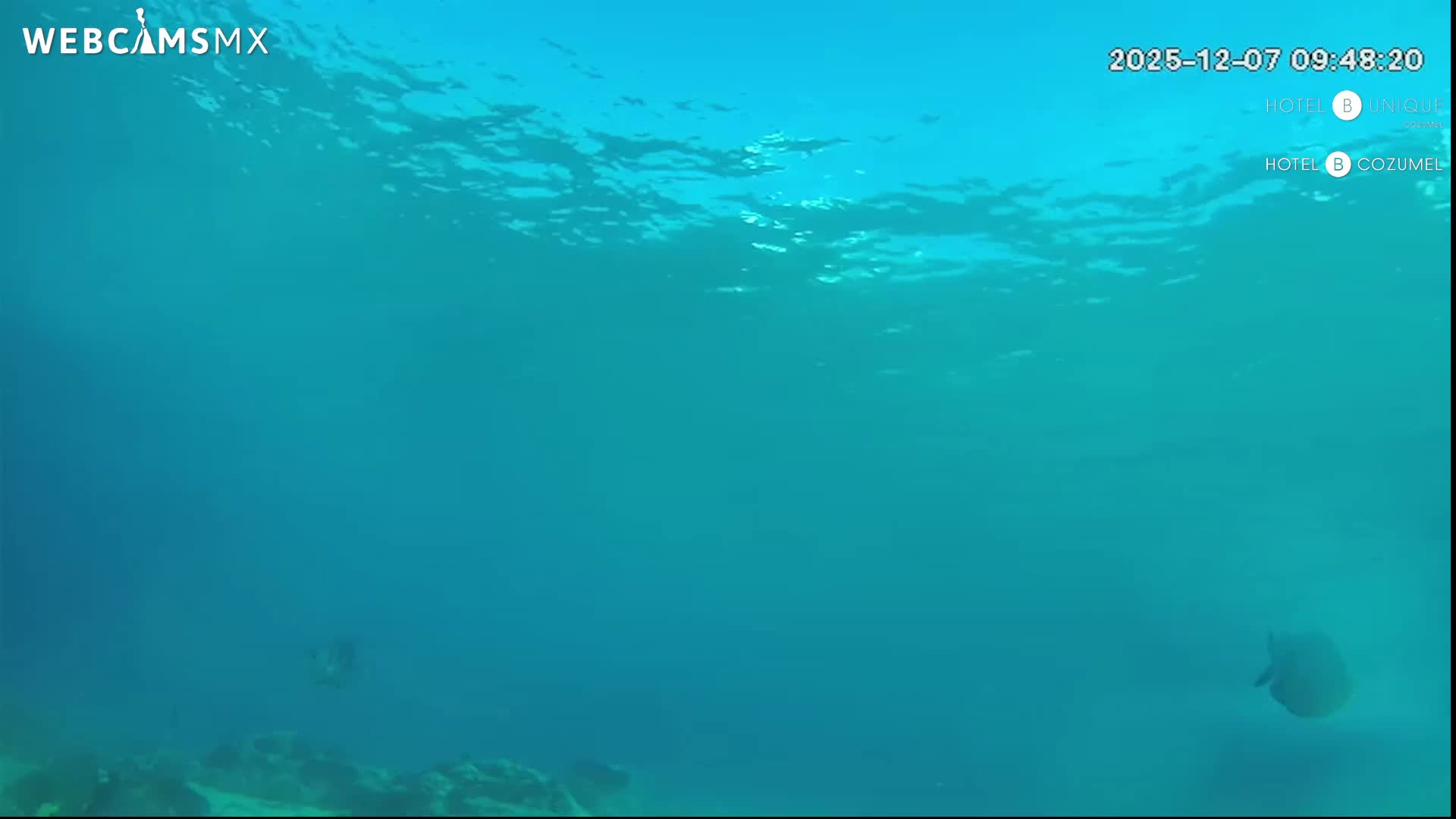 Cozumel, Carribean Underwater Fish World Live Cam - Zona Hotelera Sur, San Mugiel de Cozumel, Municipio de Cozumel, Quintana Roo, Mexico