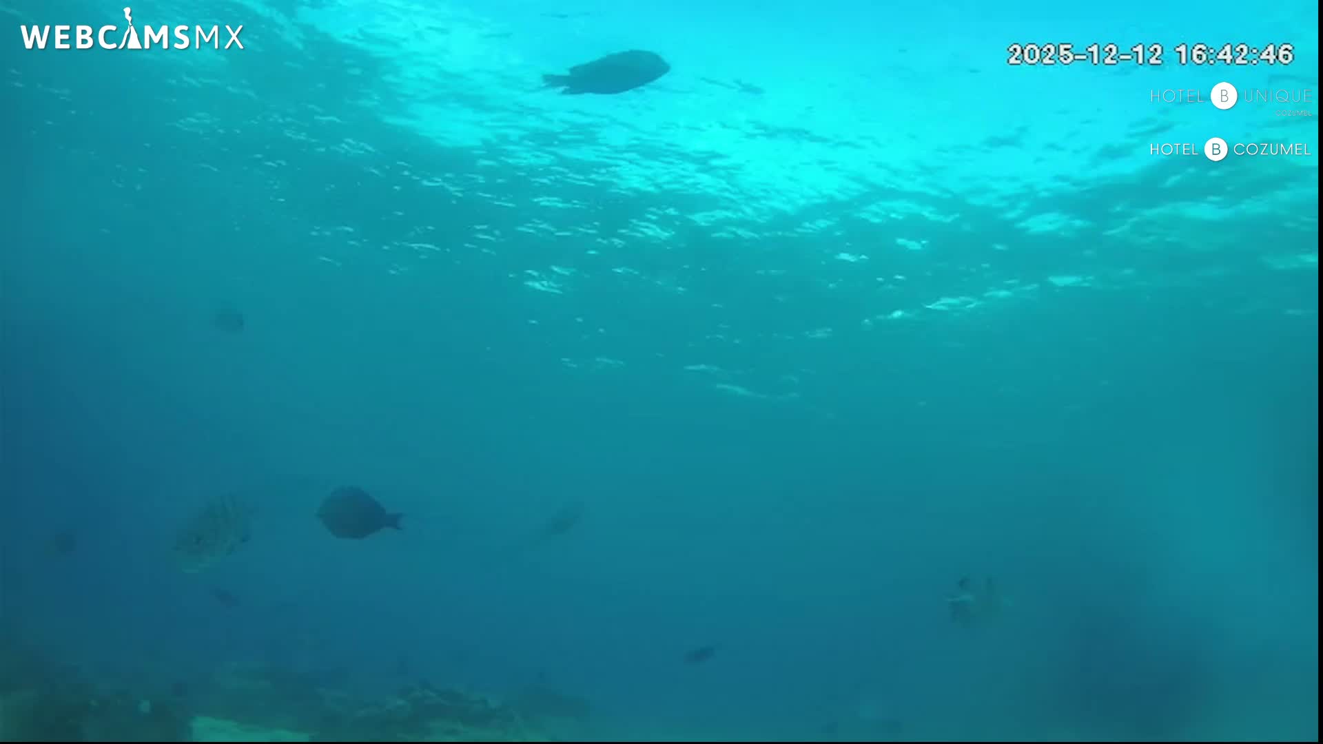 Cozumel, Carribean Underwater Fish World Live Cam - Zona Hotelera Sur, San Mugiel de Cozumel, Municipio de Cozumel, Quintana Roo, Mexico