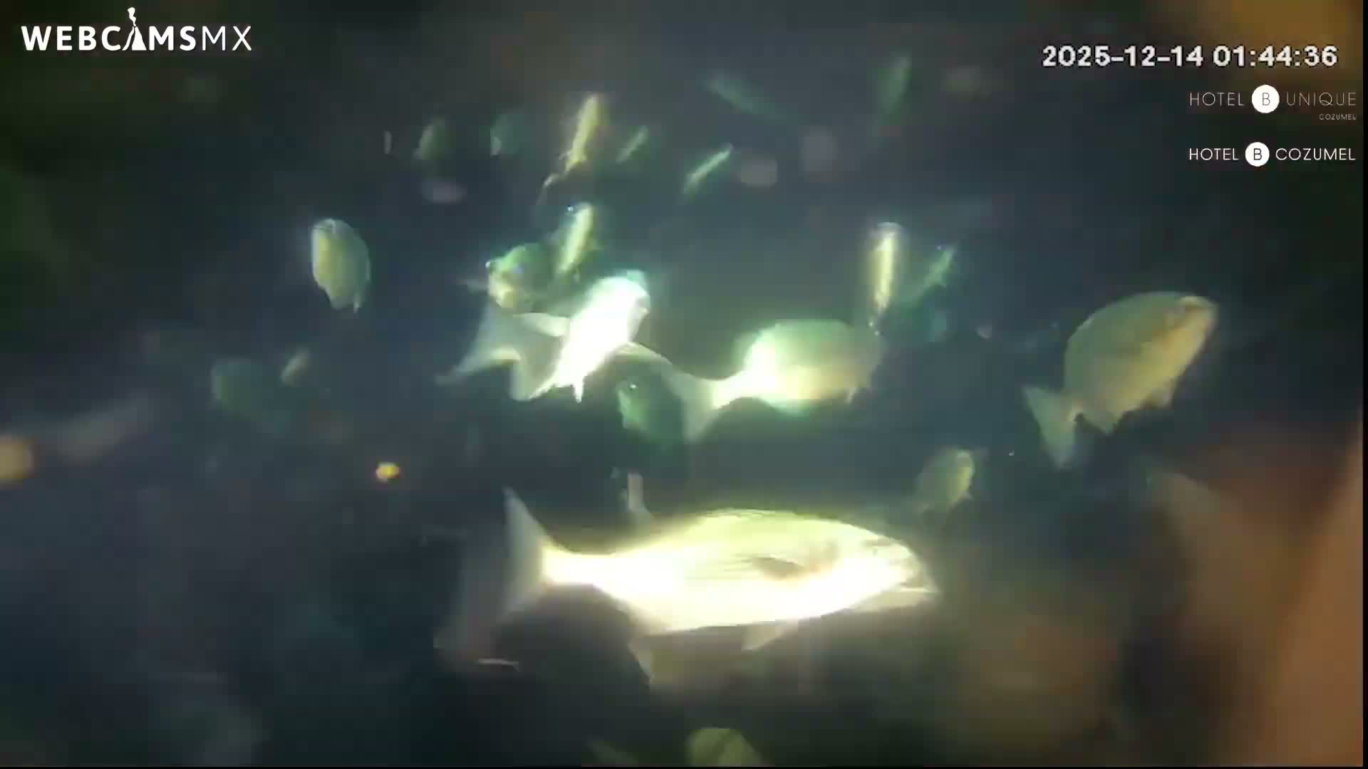Cozumel, Carribean Underwater Fish World Live Cam - Zona Hotelera Sur, San Mugiel de Cozumel, Municipio de Cozumel, Quintana Roo, Mexico