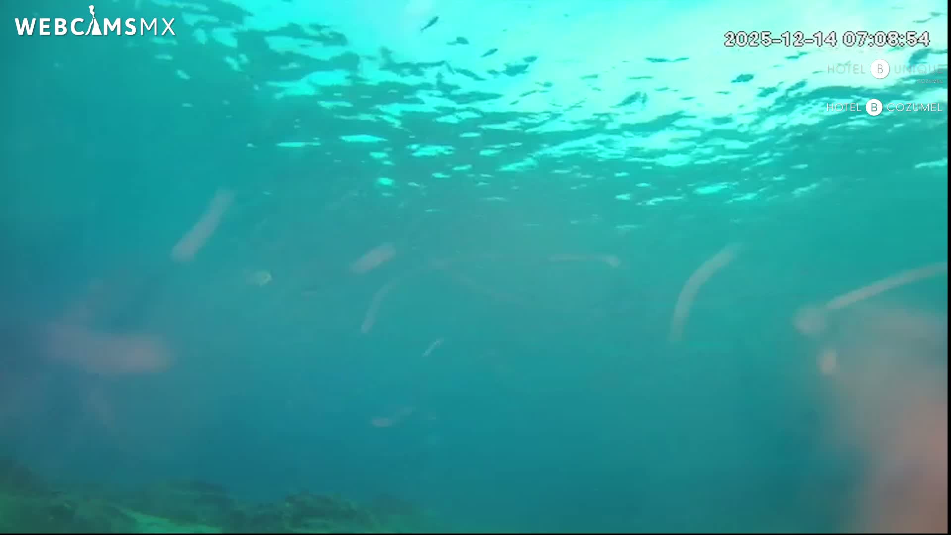 A clear, turquoise underwater scene shows a rocky seabed with dappled sunlight filtering from the bright surface above.