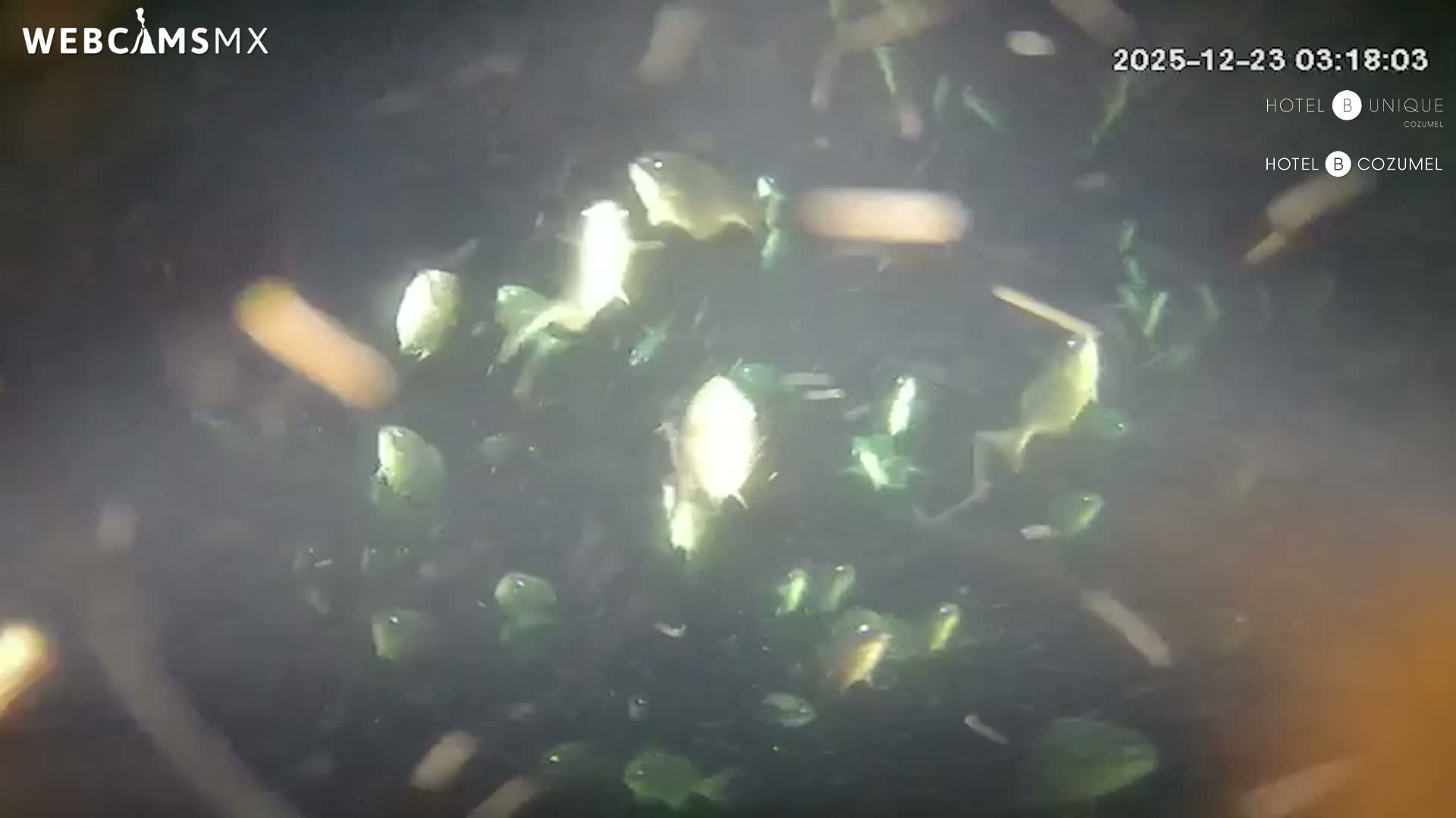 Cozumel, Carribean Underwater Fish World Live Cam - Zona Hotelera Sur, San Mugiel de Cozumel, Municipio de Cozumel, Quintana Roo, Mexico