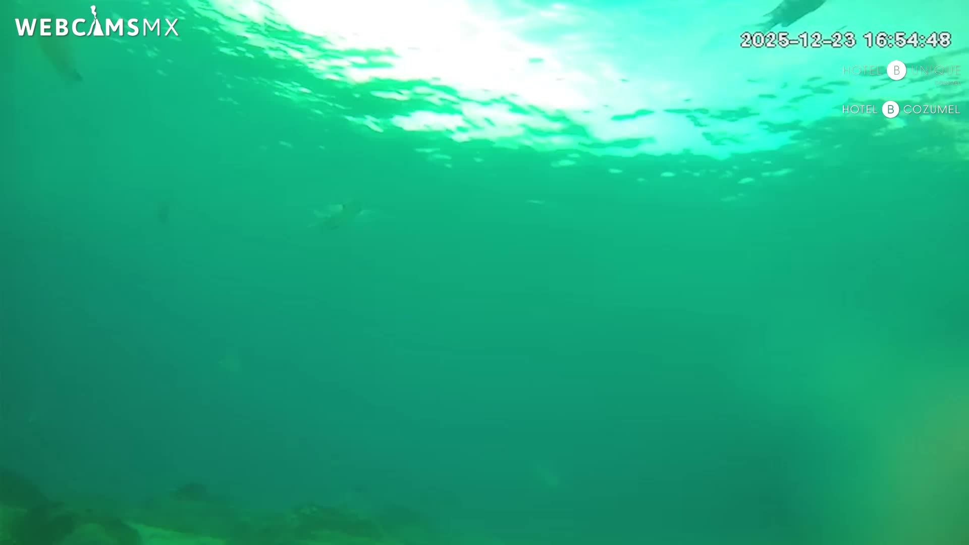 A clear, turquoise underwater scene shows a rocky seabed with dappled sunlight filtering from the bright surface above.