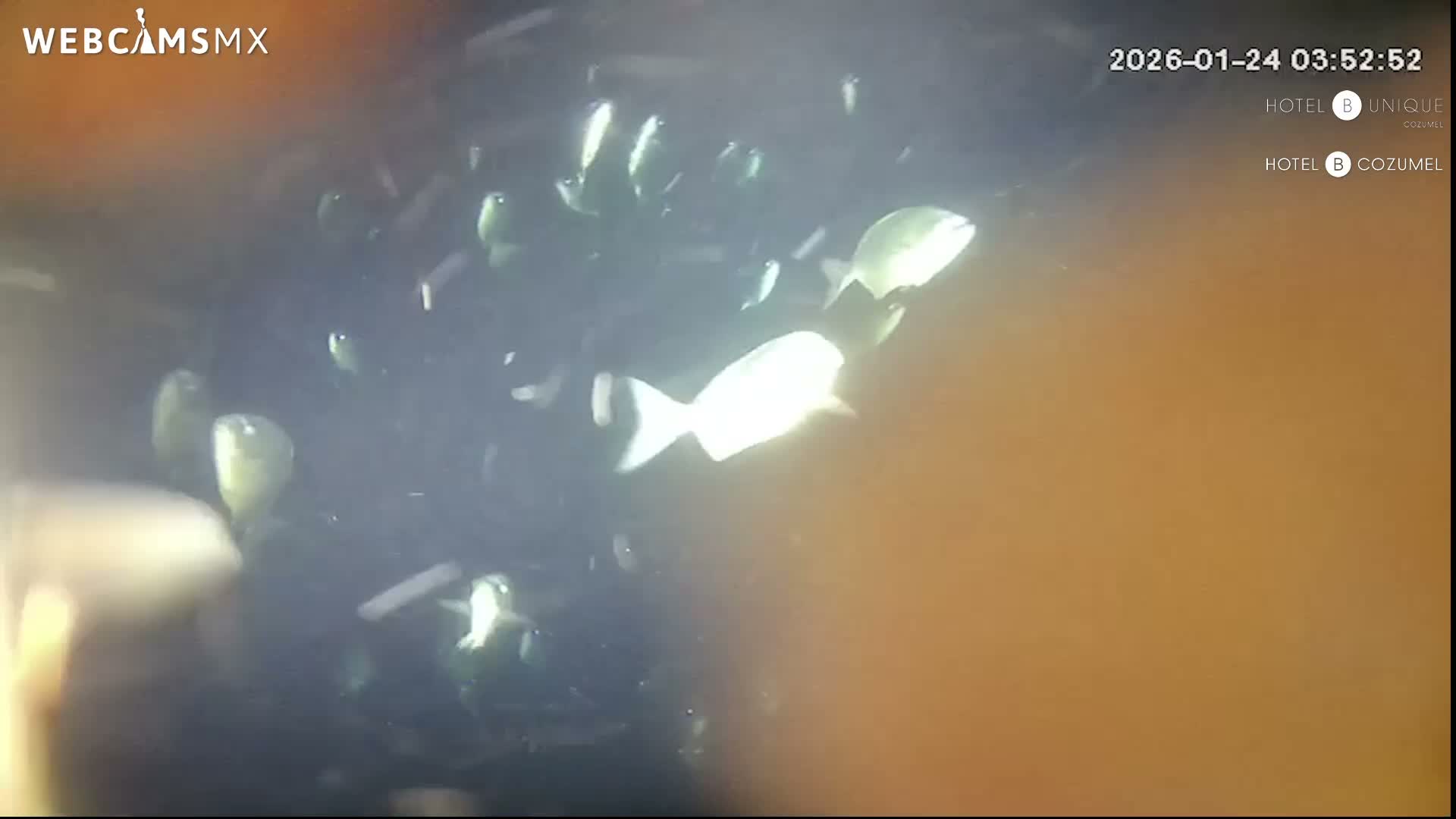 Cozumel, Carribean Underwater Fish World Live Cam - Zona Hotelera Sur, San Mugiel de Cozumel, Municipio de Cozumel, Quintana Roo, Mexico