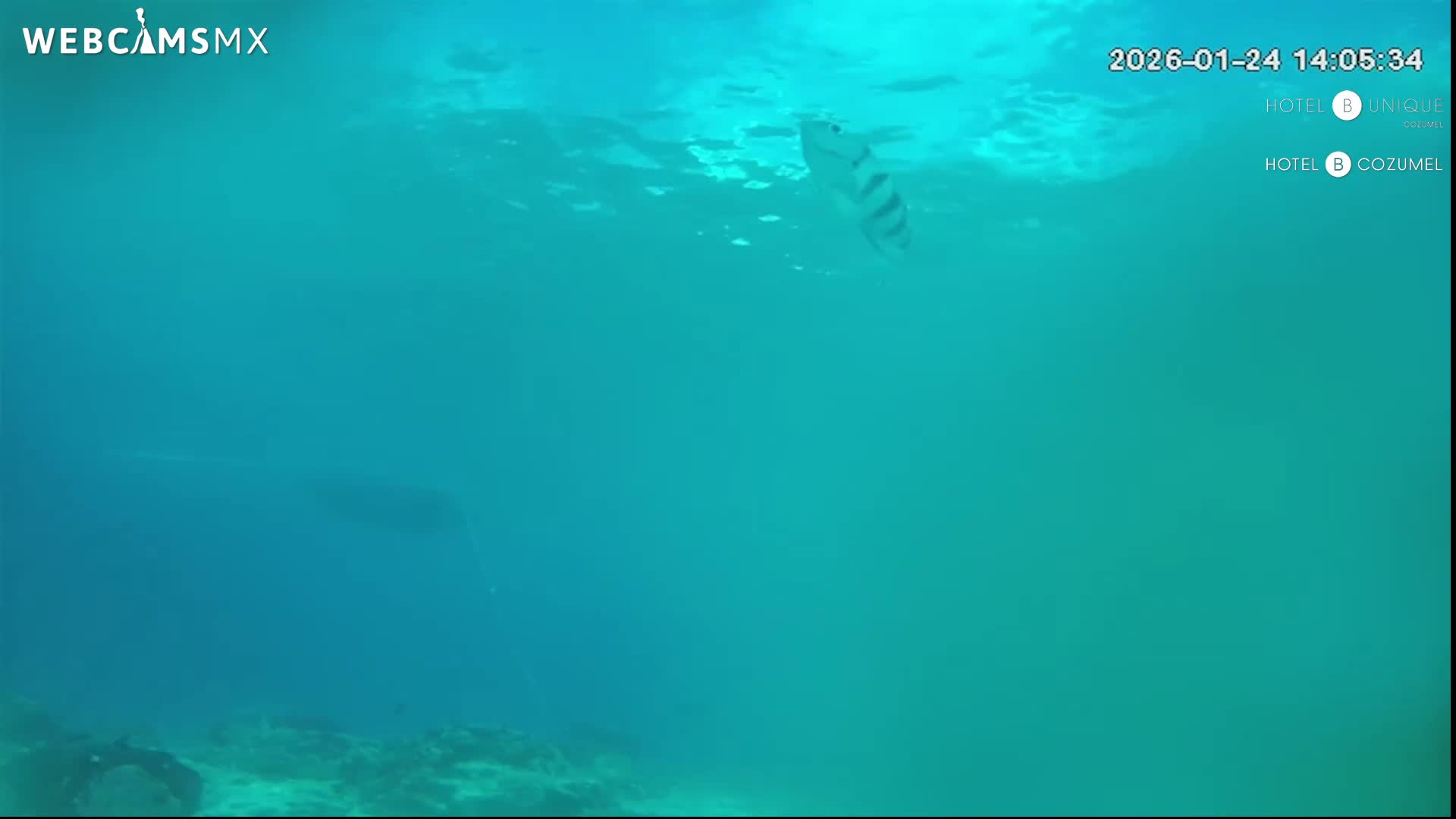 Cozumel, Carribean Underwater Fish World Live Cam - Zona Hotelera Sur, San Mugiel de Cozumel, Municipio de Cozumel, Quintana Roo, Mexico