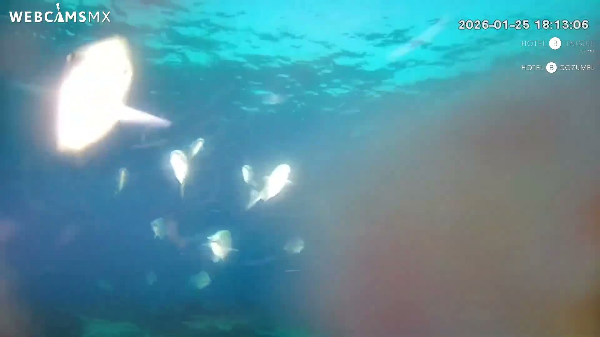 Cozumel, Carribean Underwater Fish World Live Cam - Zona Hotelera Sur, San Mugiel de Cozumel, Municipio de Cozumel, Quintana Roo, Mexico