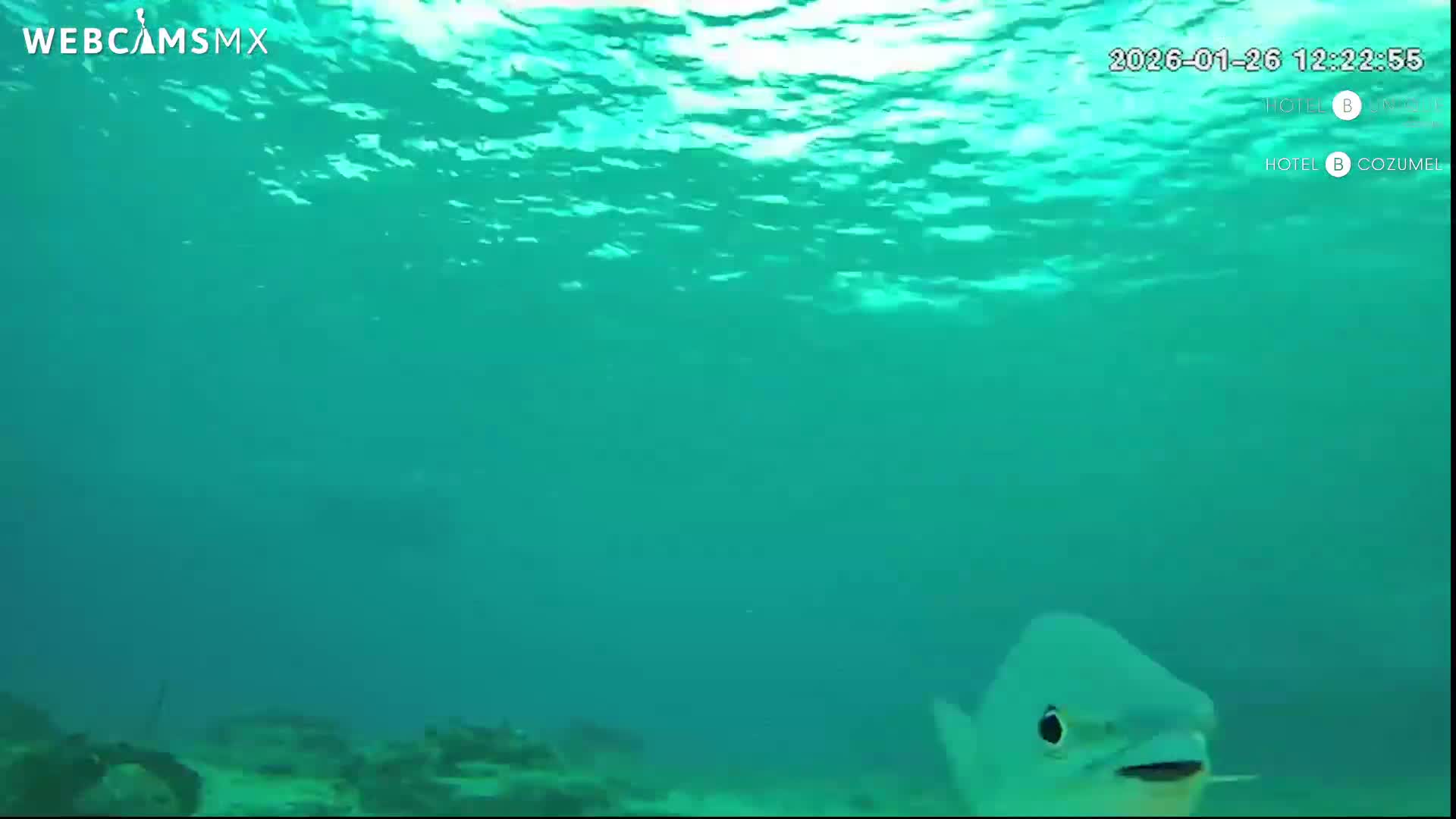 Cozumel, Carribean Underwater Fish World Live Cam - Zona Hotelera Sur, San Mugiel de Cozumel, Municipio de Cozumel, Quintana Roo, Mexico