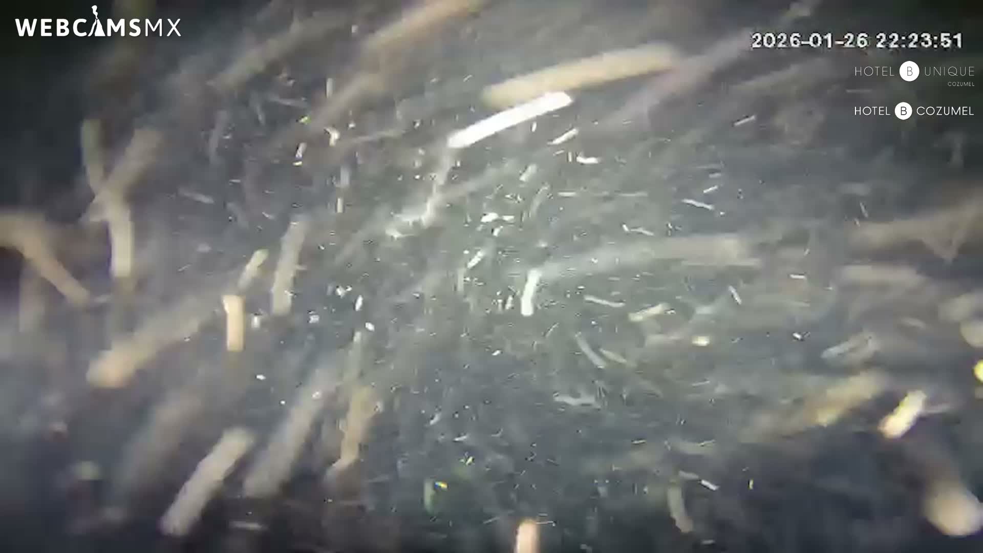 Cozumel, Carribean Underwater Fish World Live Cam - Zona Hotelera Sur, San Mugiel de Cozumel, Municipio de Cozumel, Quintana Roo, Mexico