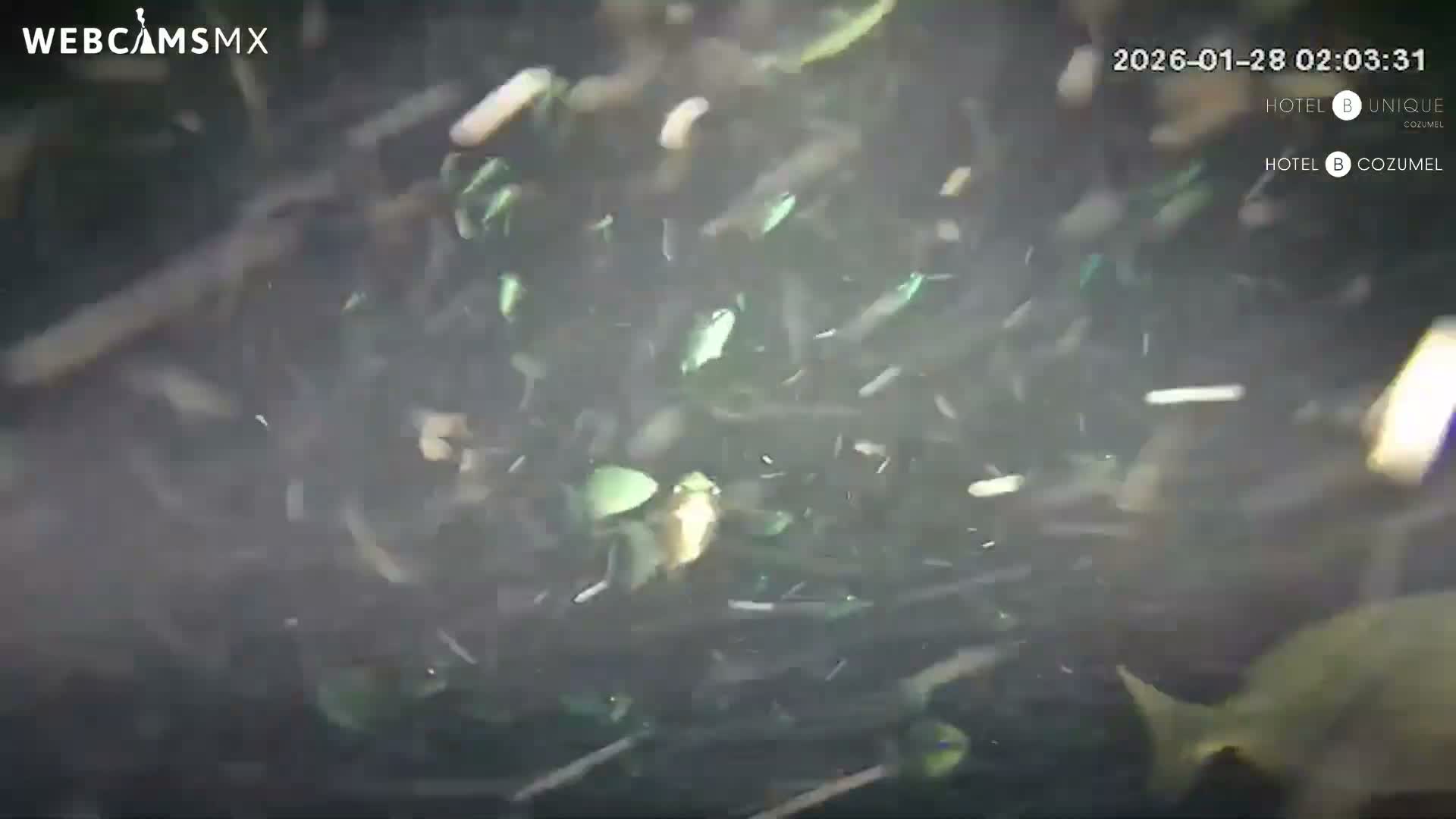 Cozumel, Carribean Underwater Fish World Live Cam - Zona Hotelera Sur, San Mugiel de Cozumel, Municipio de Cozumel, Quintana Roo, Mexico