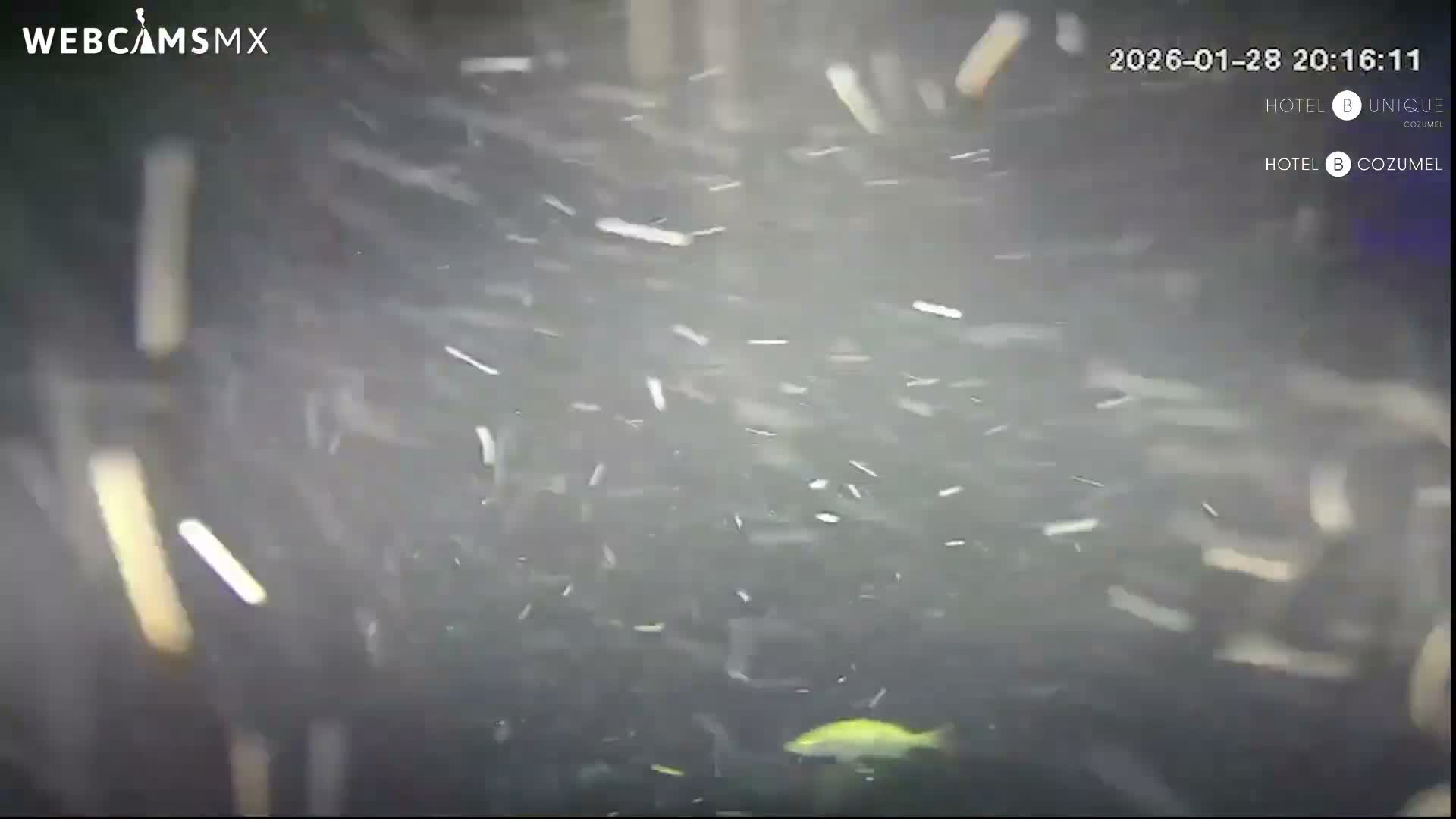Cozumel, Carribean Underwater Fish World Live Cam - Zona Hotelera Sur, San Mugiel de Cozumel, Municipio de Cozumel, Quintana Roo, Mexico