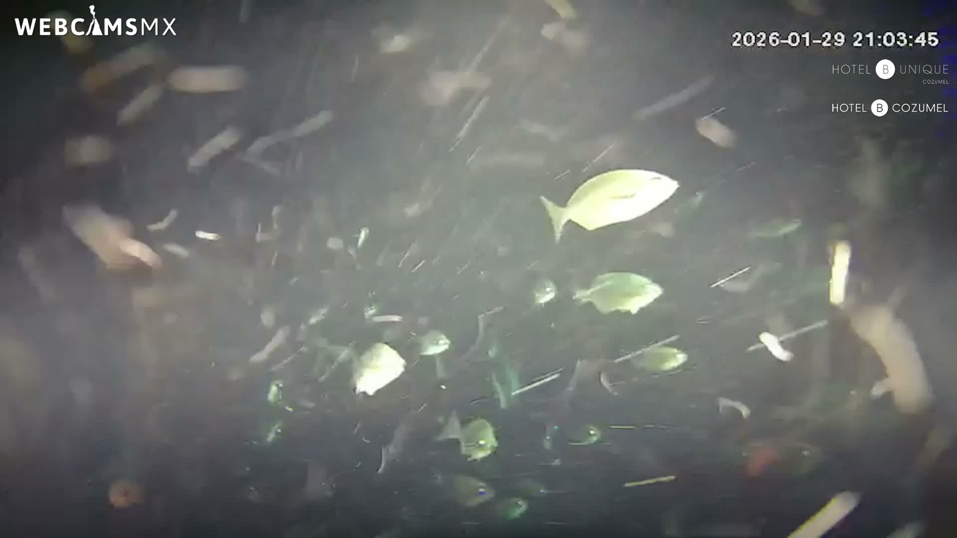 Cozumel, Carribean Underwater Fish World Live Cam - Zona Hotelera Sur, San Mugiel de Cozumel, Municipio de Cozumel, Quintana Roo, Mexico