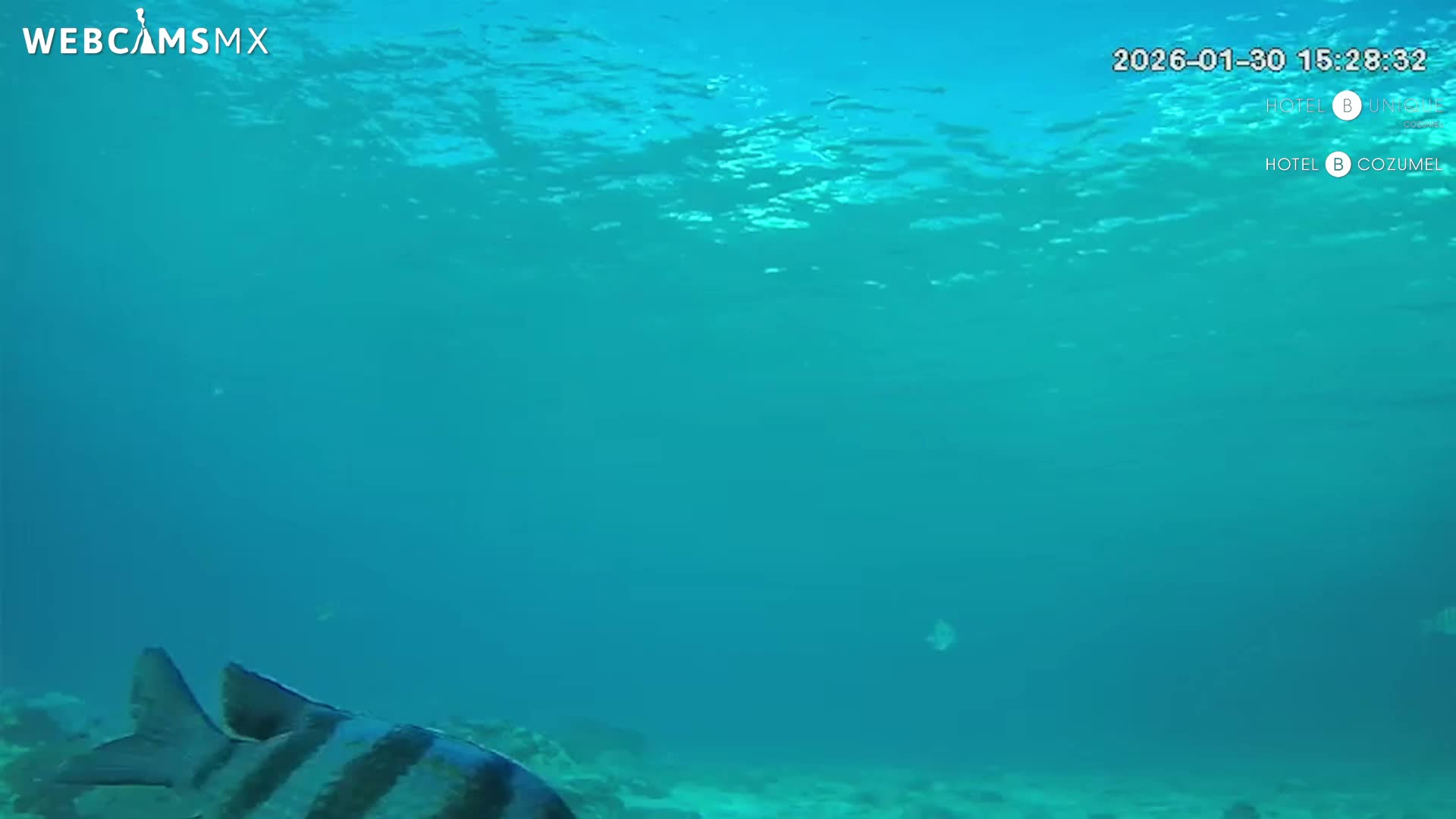 Cozumel, Carribean Underwater Fish World Live Cam - Zona Hotelera Sur, San Mugiel de Cozumel, Municipio de Cozumel, Quintana Roo, Mexico