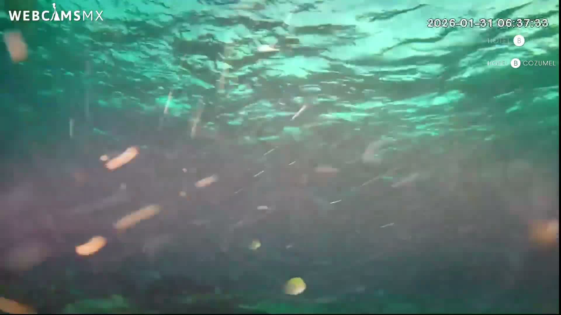 Cozumel, Carribean Underwater Fish World Live Cam - Zona Hotelera Sur, San Mugiel de Cozumel, Municipio de Cozumel, Quintana Roo, Mexico