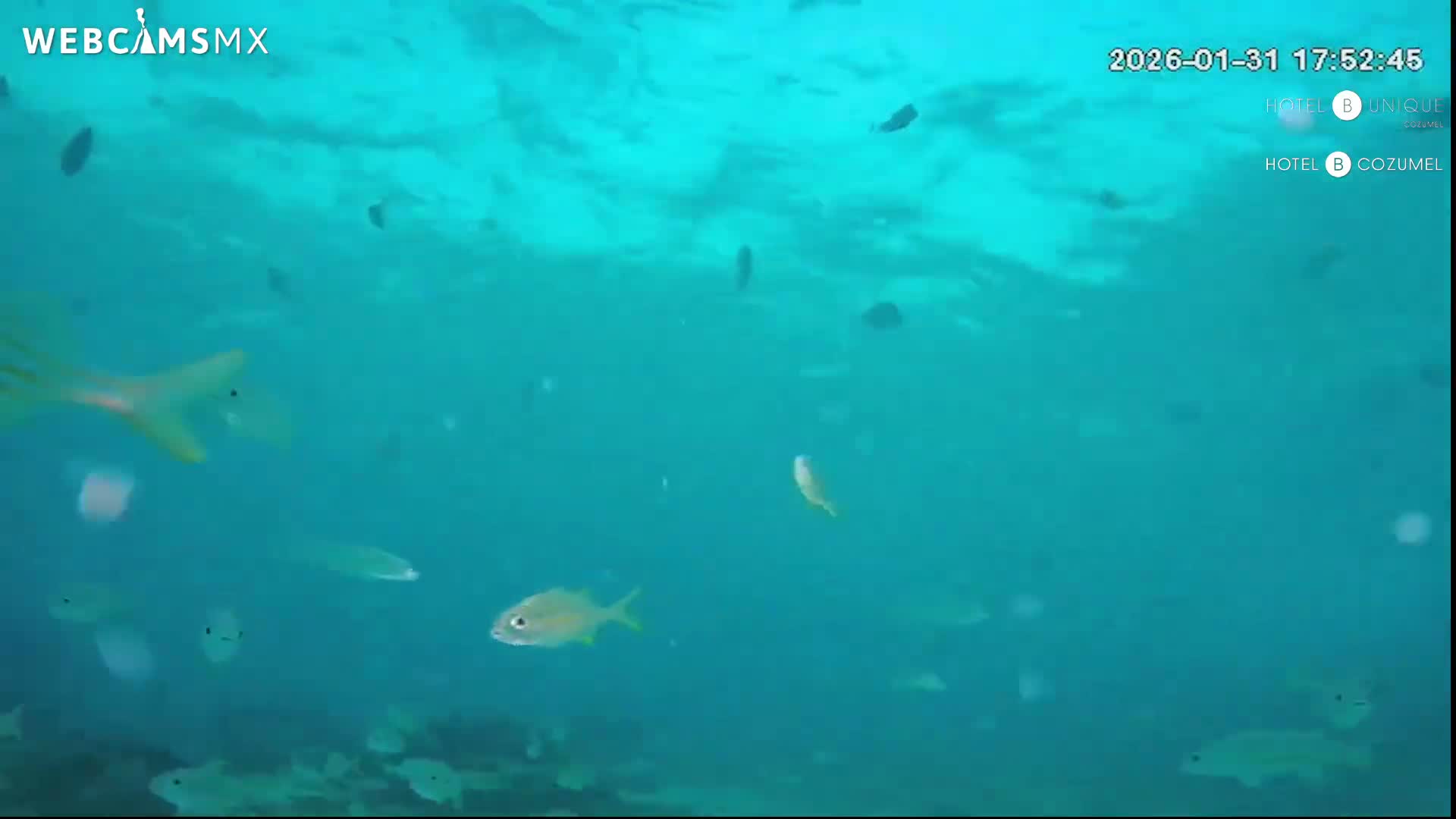 Cozumel, Carribean Underwater Fish World Live Cam - Zona Hotelera Sur, San Mugiel de Cozumel, Municipio de Cozumel, Quintana Roo, Mexico