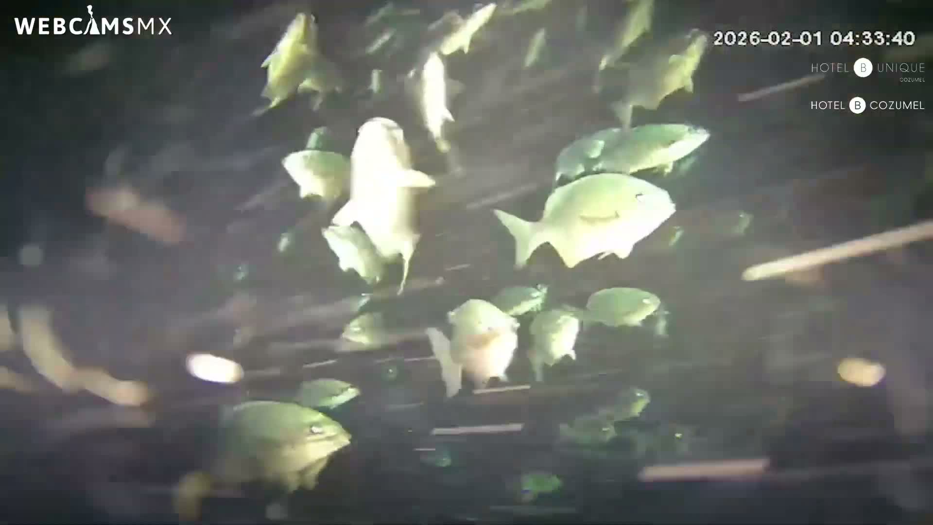 Cozumel, Carribean Underwater Fish World Live Cam - Zona Hotelera Sur, San Mugiel de Cozumel, Municipio de Cozumel, Quintana Roo, Mexico