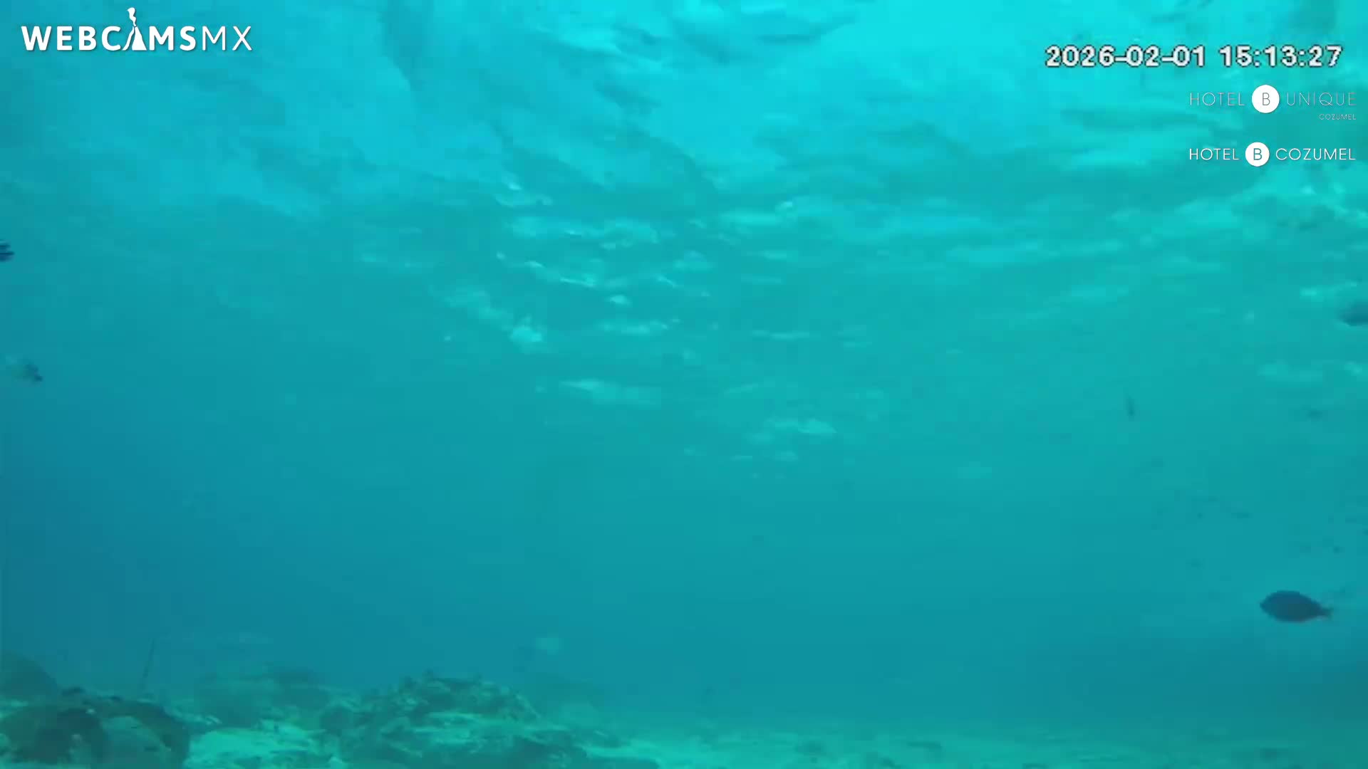 Cozumel, Carribean Underwater Fish World Live Cam - Zona Hotelera Sur, San Mugiel de Cozumel, Municipio de Cozumel, Quintana Roo, Mexico
