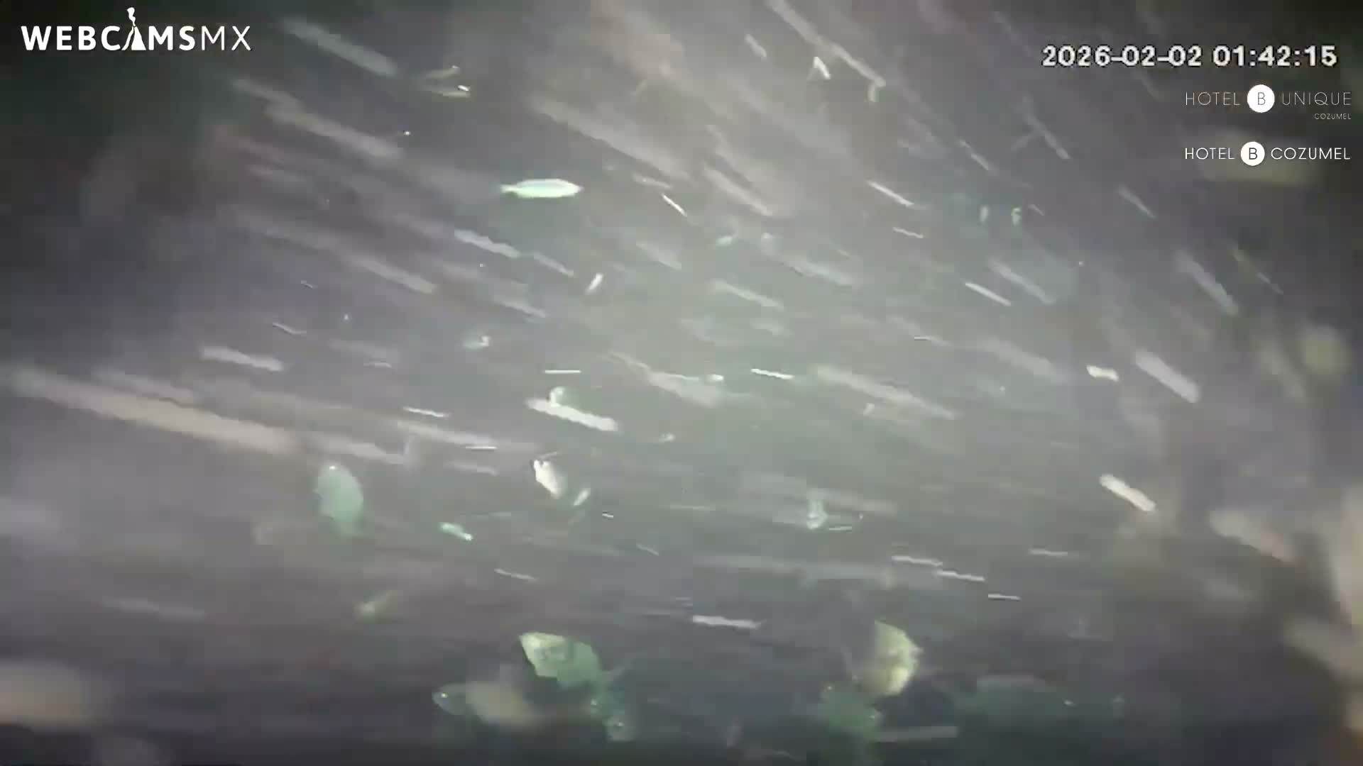 Cozumel, Carribean Underwater Fish World Live Cam - Zona Hotelera Sur, San Mugiel de Cozumel, Municipio de Cozumel, Quintana Roo, Mexico