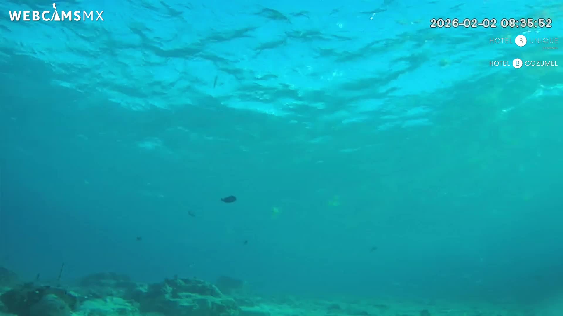 Cozumel, Carribean Underwater Fish World Live Cam - Zona Hotelera Sur, San Mugiel de Cozumel, Municipio de Cozumel, Quintana Roo, Mexico