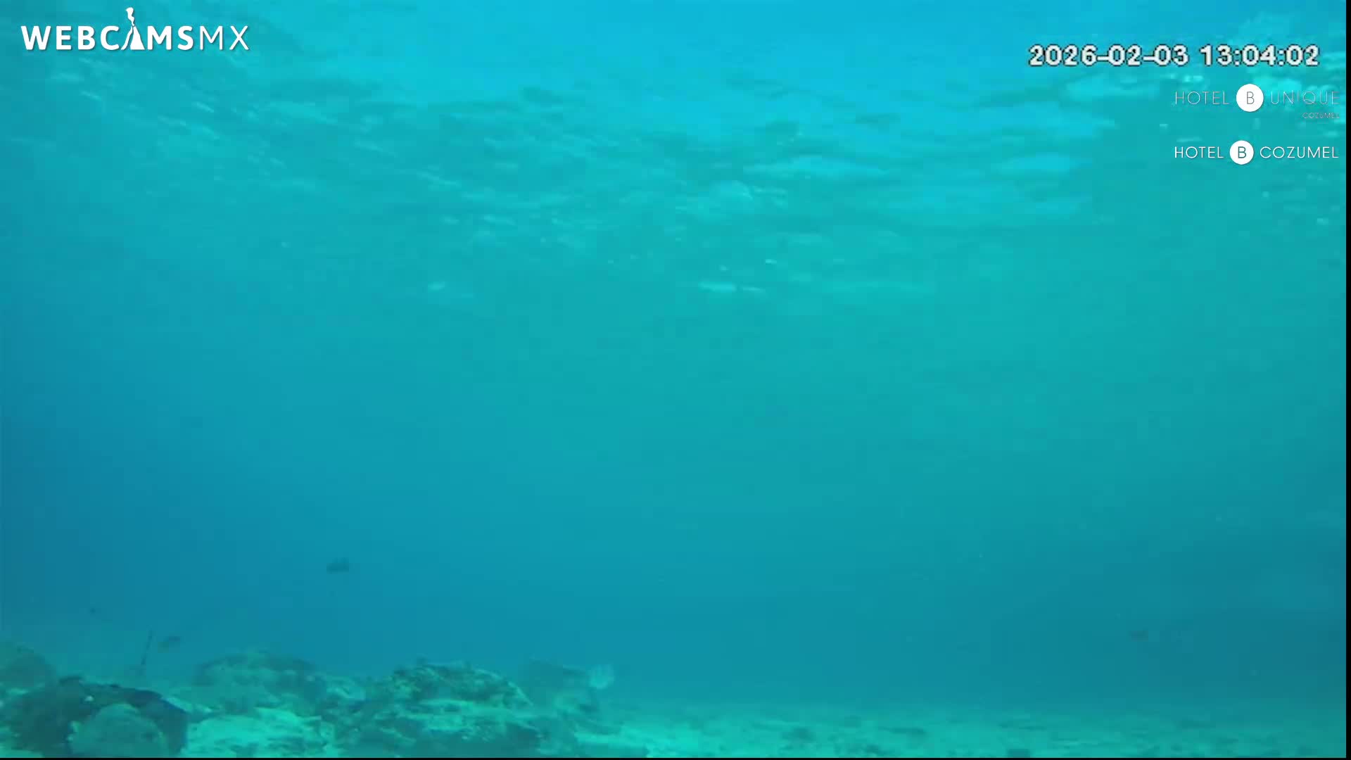 Cozumel, Carribean Underwater Fish World Live Cam - Zona Hotelera Sur, San Mugiel de Cozumel, Municipio de Cozumel, Quintana Roo, Mexico