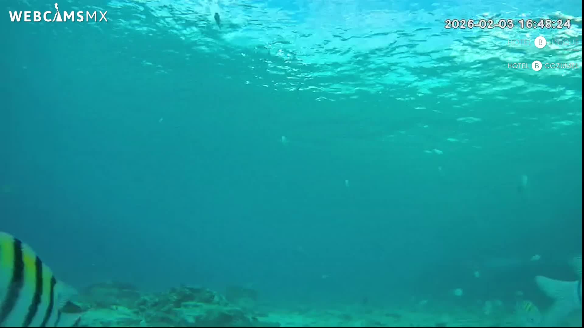 Cozumel, Carribean Underwater Fish World Live Cam - Zona Hotelera Sur, San Mugiel de Cozumel, Municipio de Cozumel, Quintana Roo, Mexico