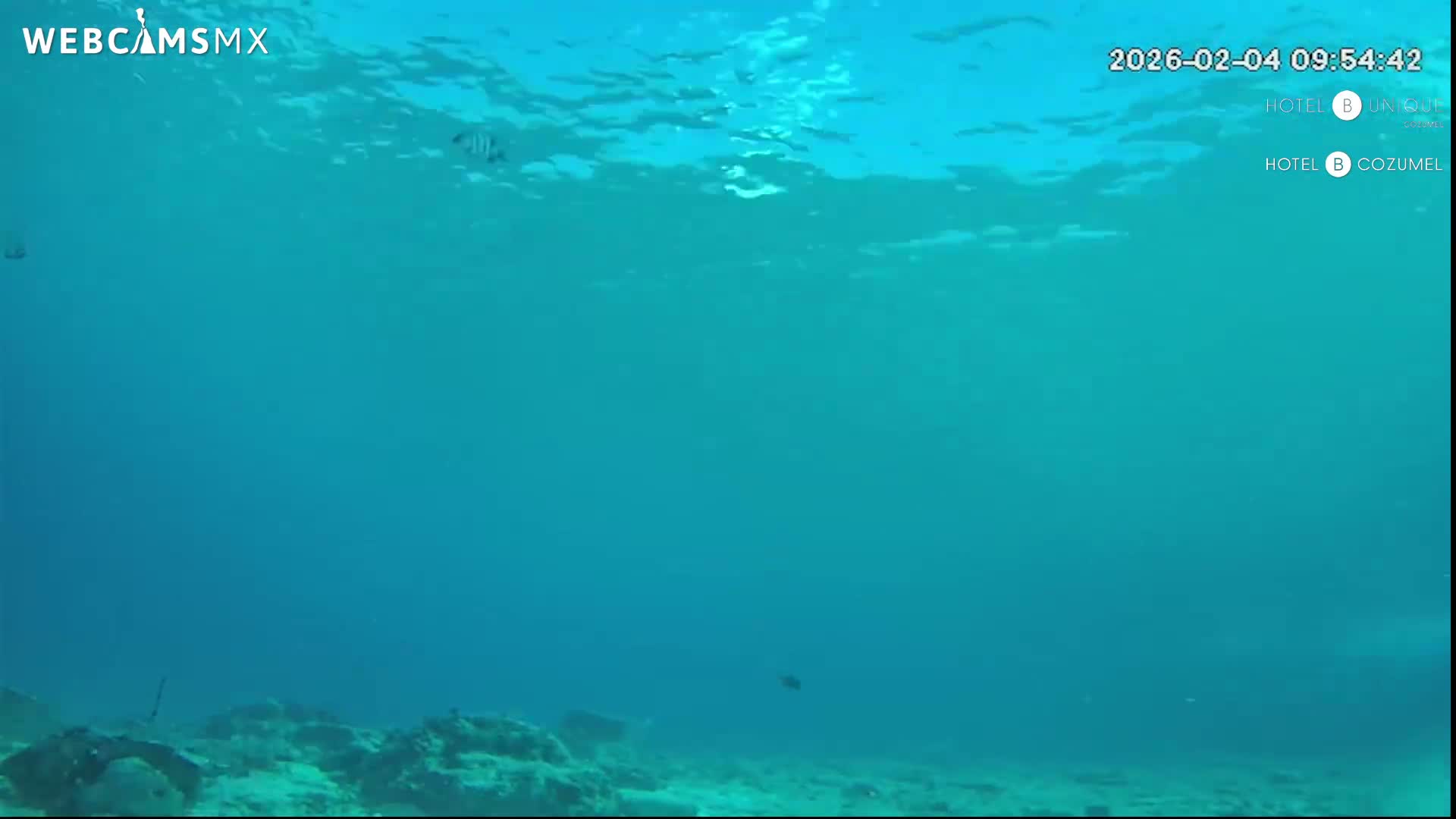 Cozumel, Carribean Underwater Fish World Live Cam - Zona Hotelera Sur, San Mugiel de Cozumel, Municipio de Cozumel, Quintana Roo, Mexico