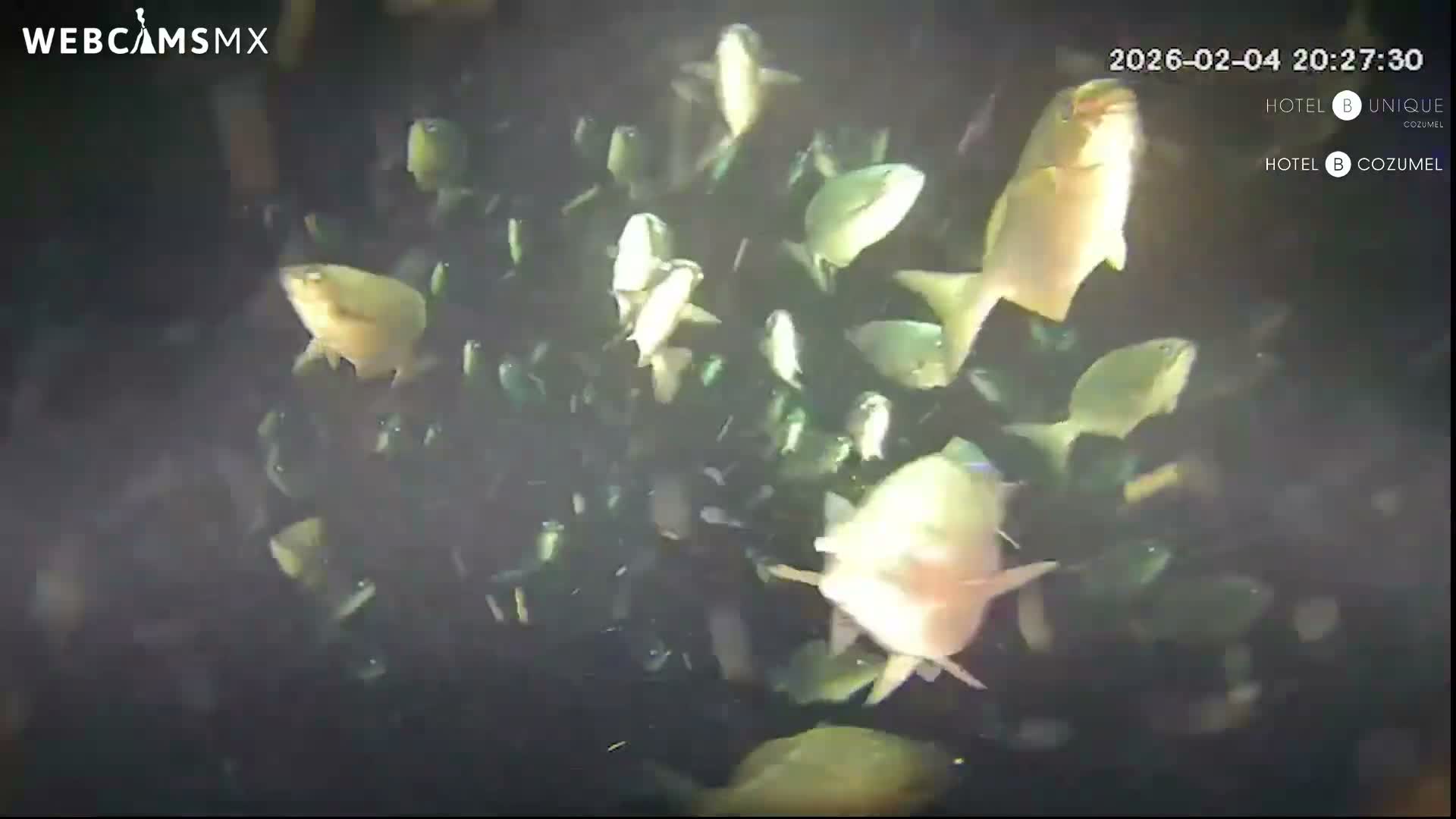 Cozumel, Carribean Underwater Fish World Live Cam - Zona Hotelera Sur, San Mugiel de Cozumel, Municipio de Cozumel, Quintana Roo, Mexico