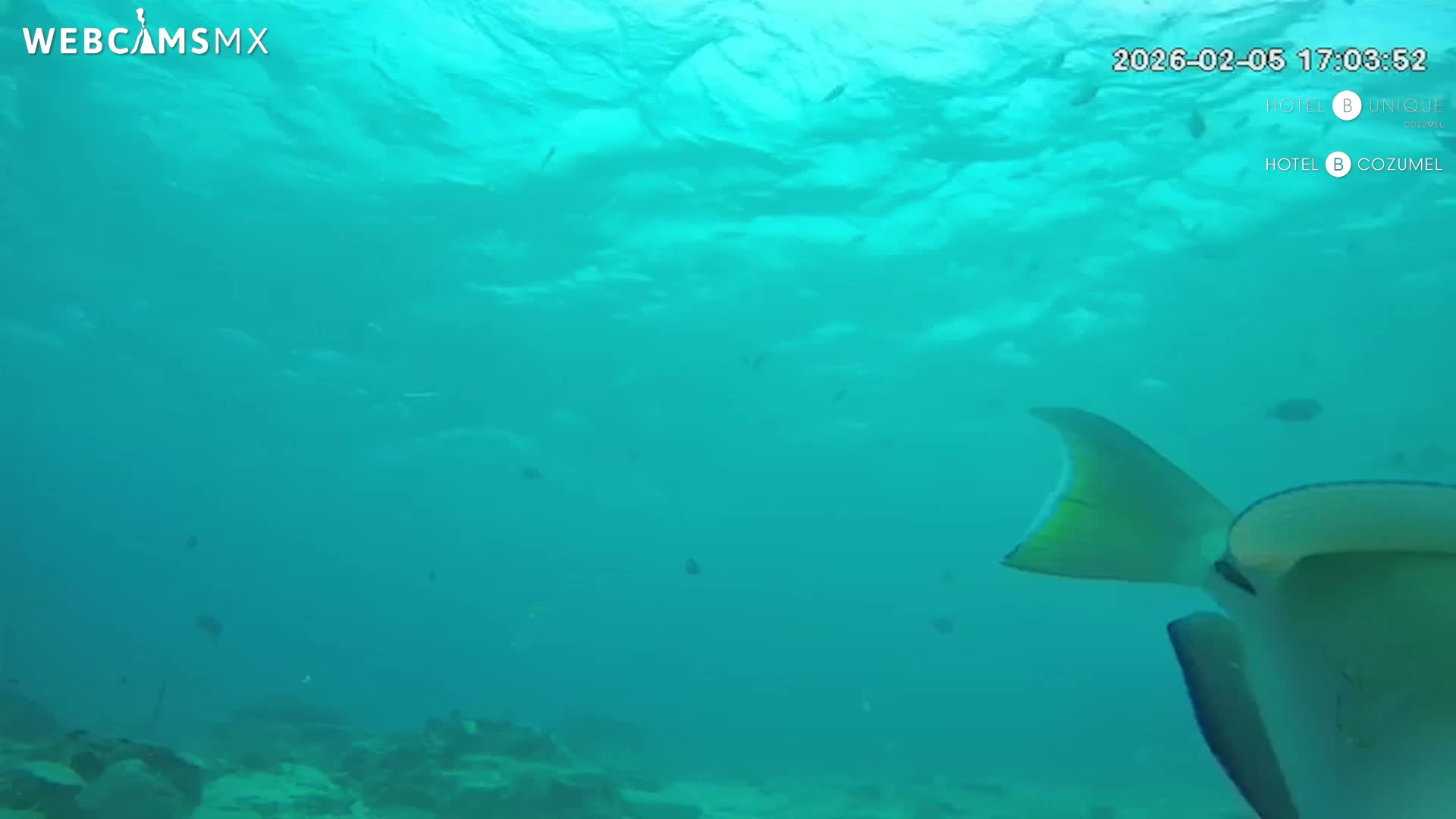 Cozumel, Carribean Underwater Fish World Live Cam - Zona Hotelera Sur, San Mugiel de Cozumel, Municipio de Cozumel, Quintana Roo, Mexico
