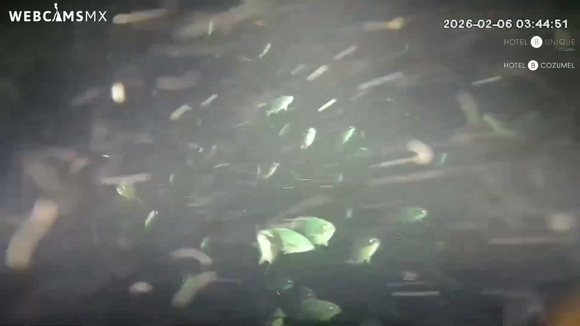 Cozumel, Carribean Underwater Fish World Live Cam - Zona Hotelera Sur, San Mugiel de Cozumel, Municipio de Cozumel, Quintana Roo, Mexico