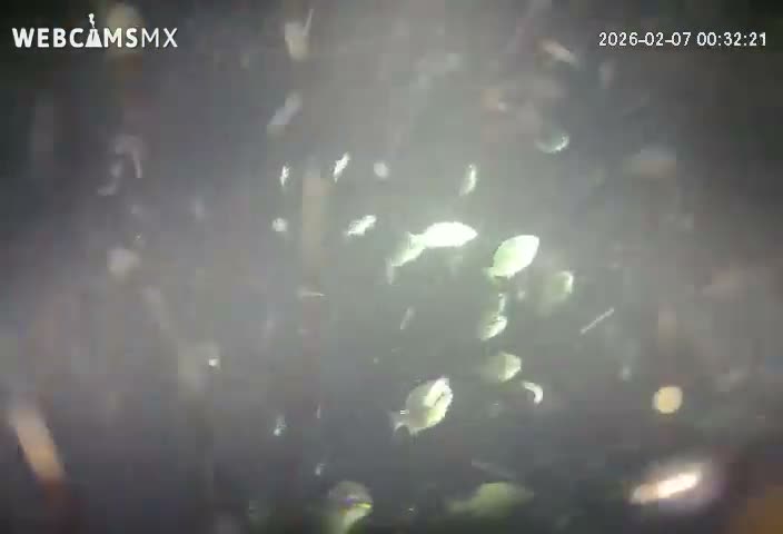Cozumel, Carribean Underwater Fish World Live Cam - Zona Hotelera Sur, San Mugiel de Cozumel, Municipio de Cozumel, Quintana Roo, Mexico