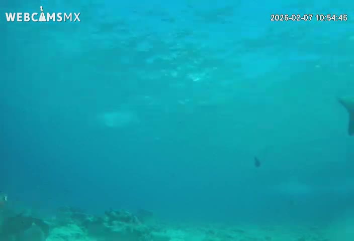 Cozumel, Carribean Underwater Fish World Live Cam - Zona Hotelera Sur, San Mugiel de Cozumel, Municipio de Cozumel, Quintana Roo, Mexico